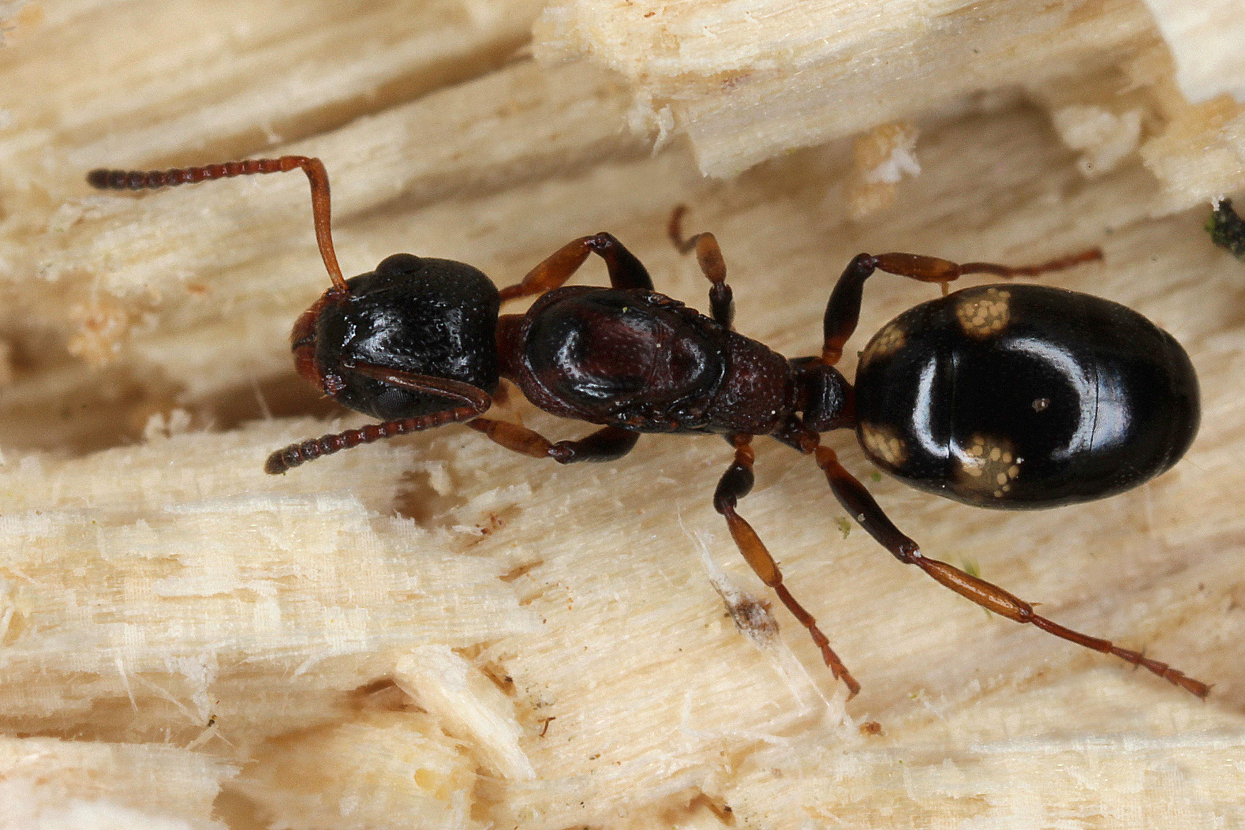 17092013061206 2152 art 98 dolichoderus quadripunctatus vierpunktameisewk1.2