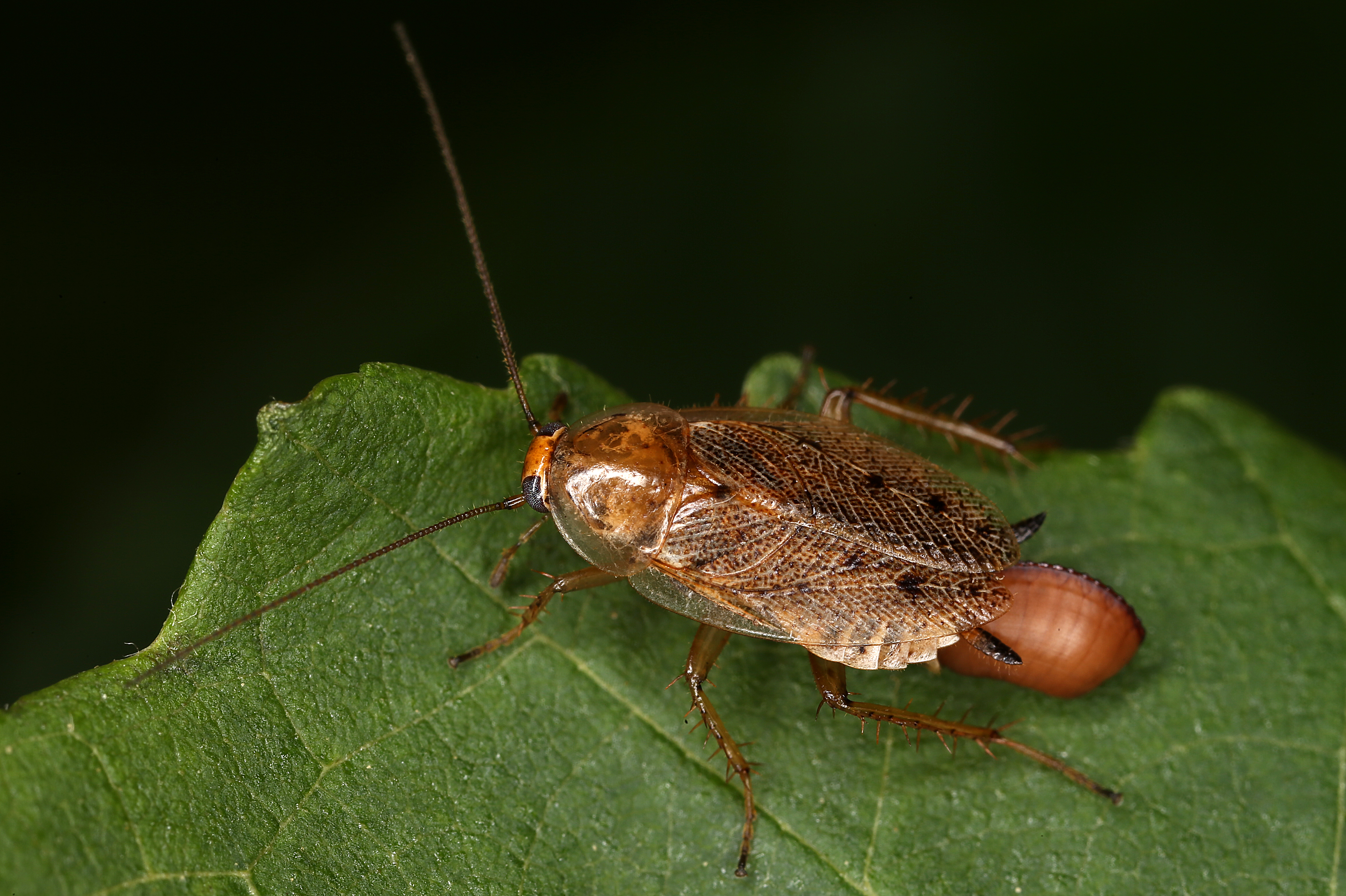 17092013062350 2153 art 1405 ectobius sp. 1.2