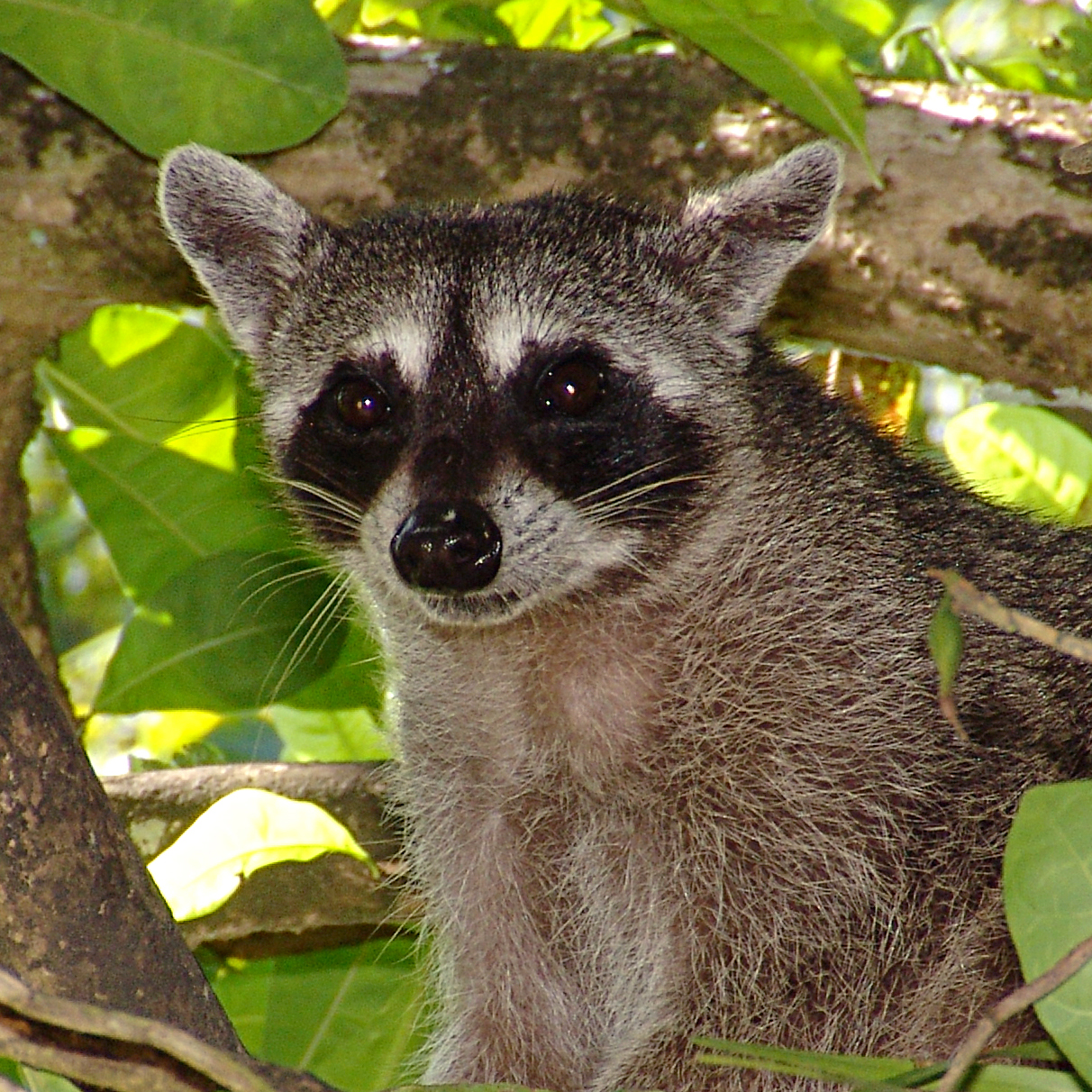 17092013062949 2154 art 996 procyon lotor northern racoon1.1