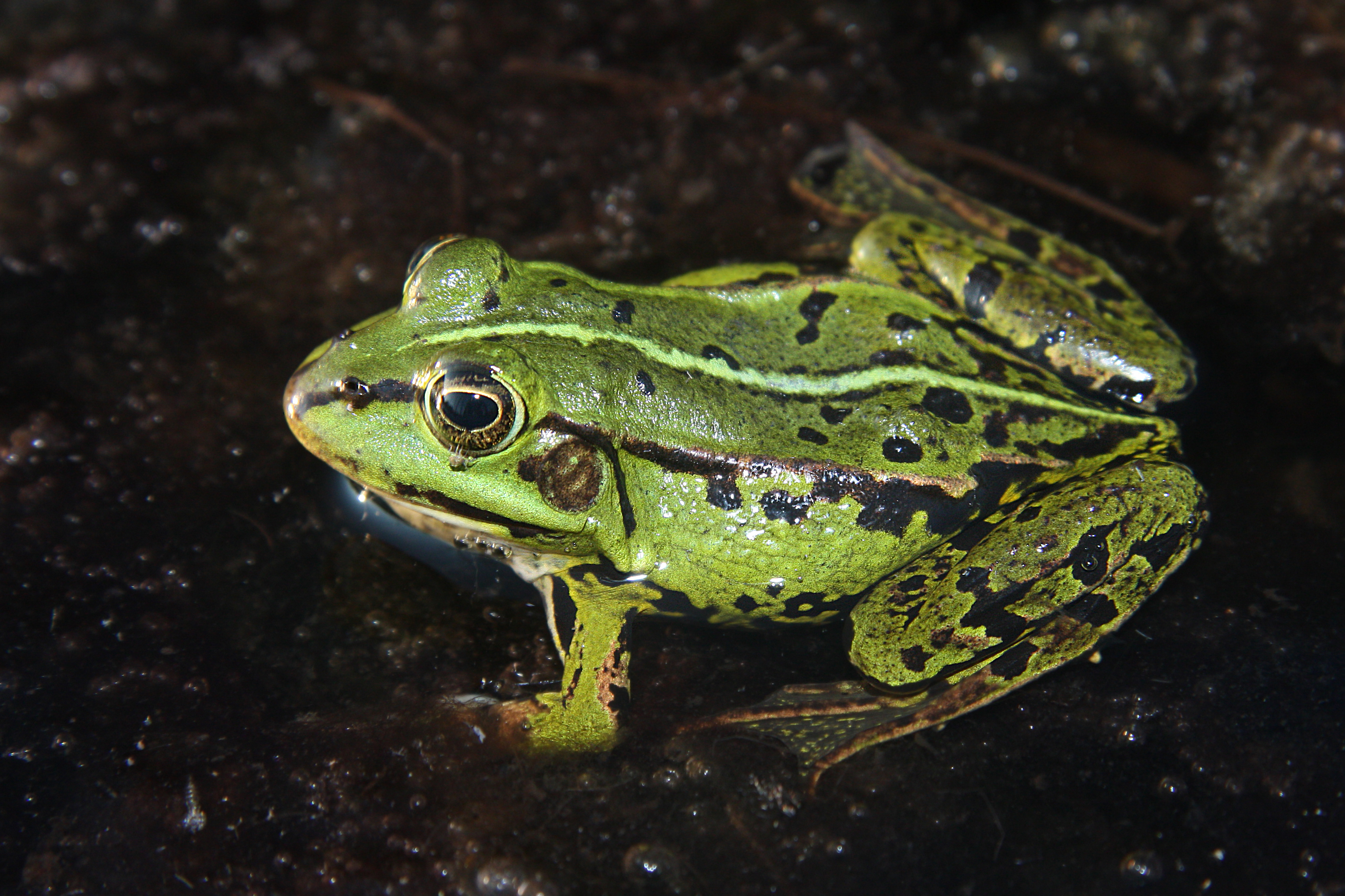 17092013063505 2155 art 1014 pelophylax lessonae kleiner wasserfrosch8.2