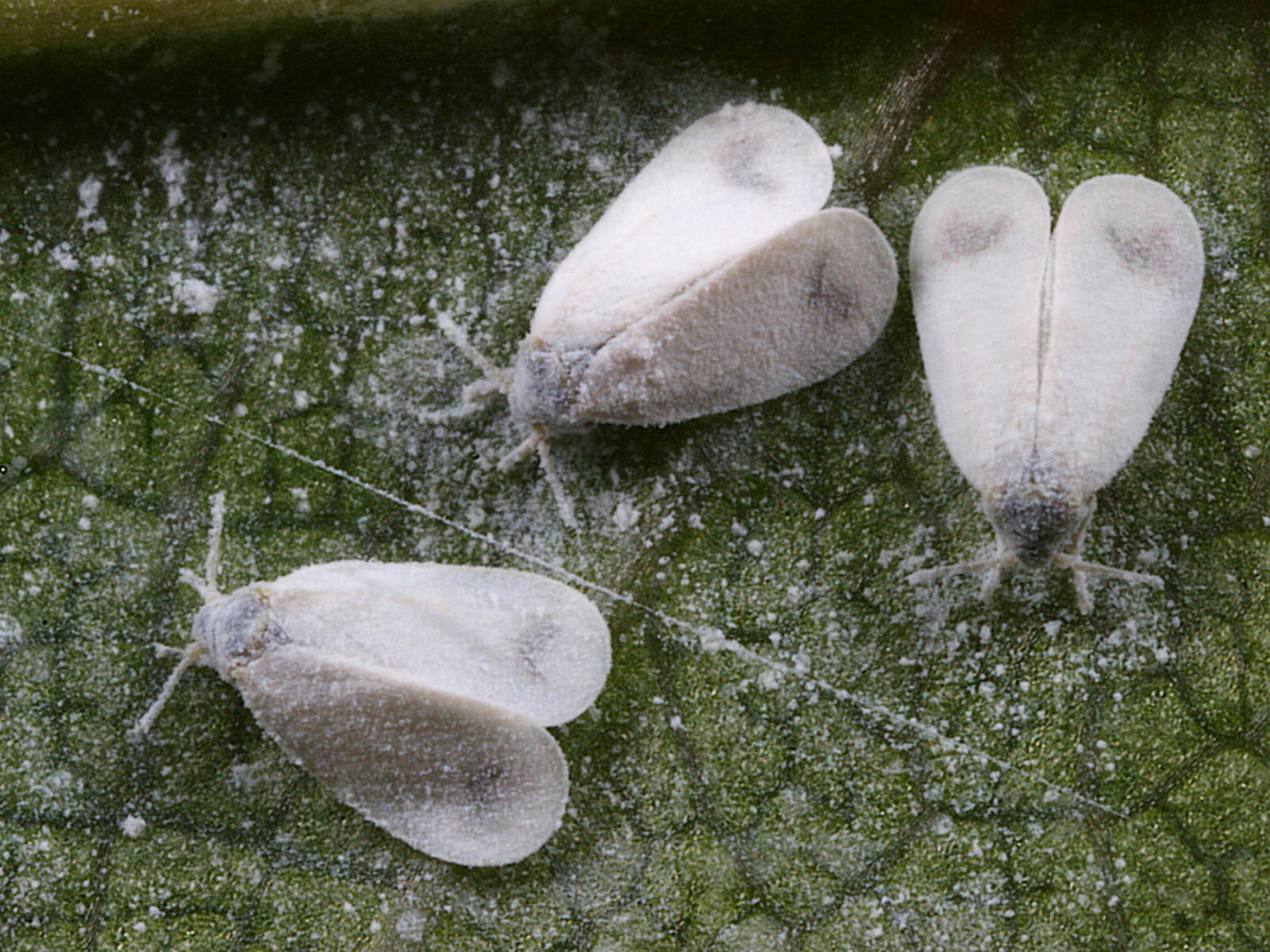 17092013063906 2156 art 1407 aleyrodidae mottenschildlause1.2