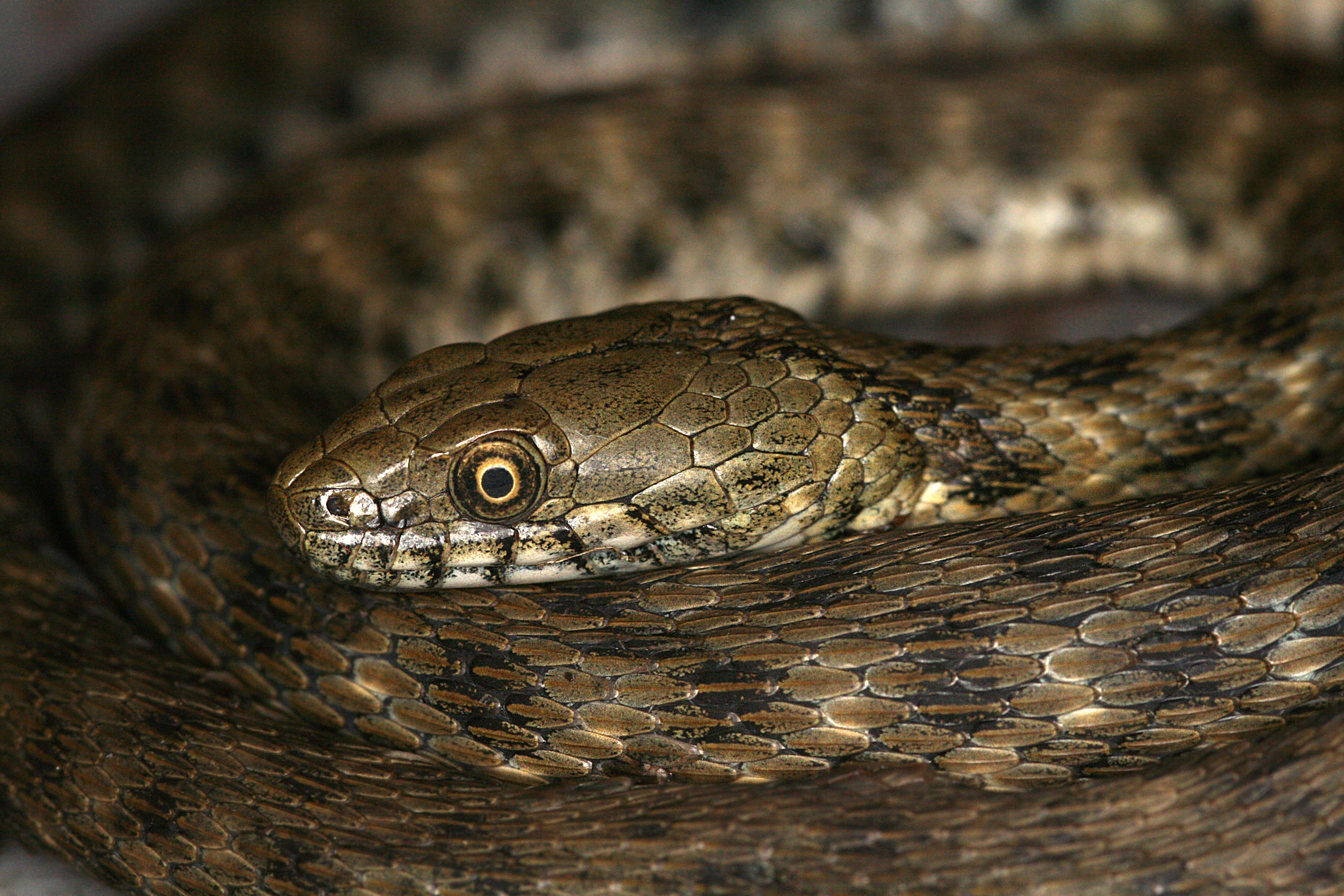 17092013064448 2157 art 935 natrix tessellata wurfelnatter1.2