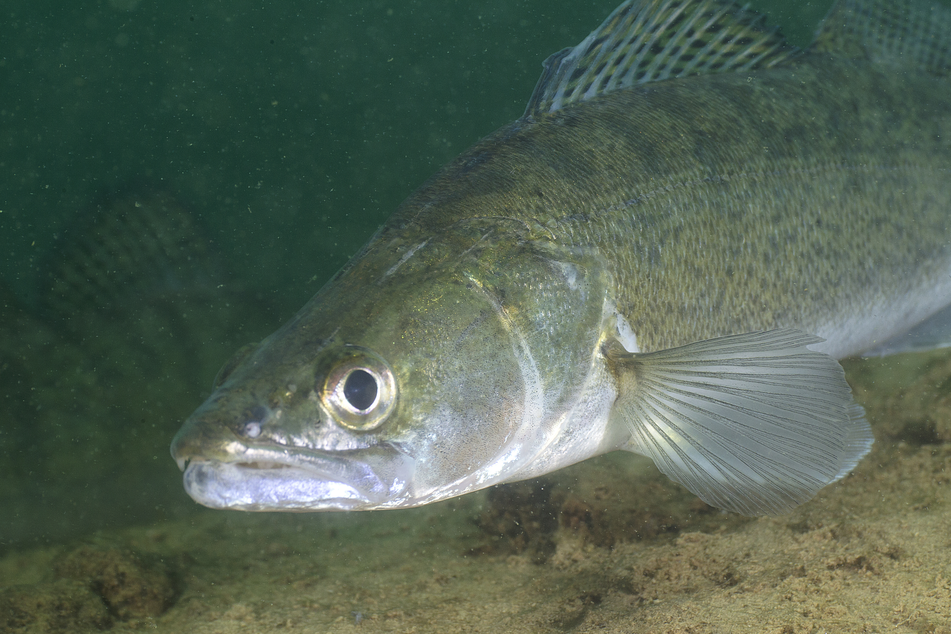 17092013064943 2158 art 1176 sander lucioperca zander5.2