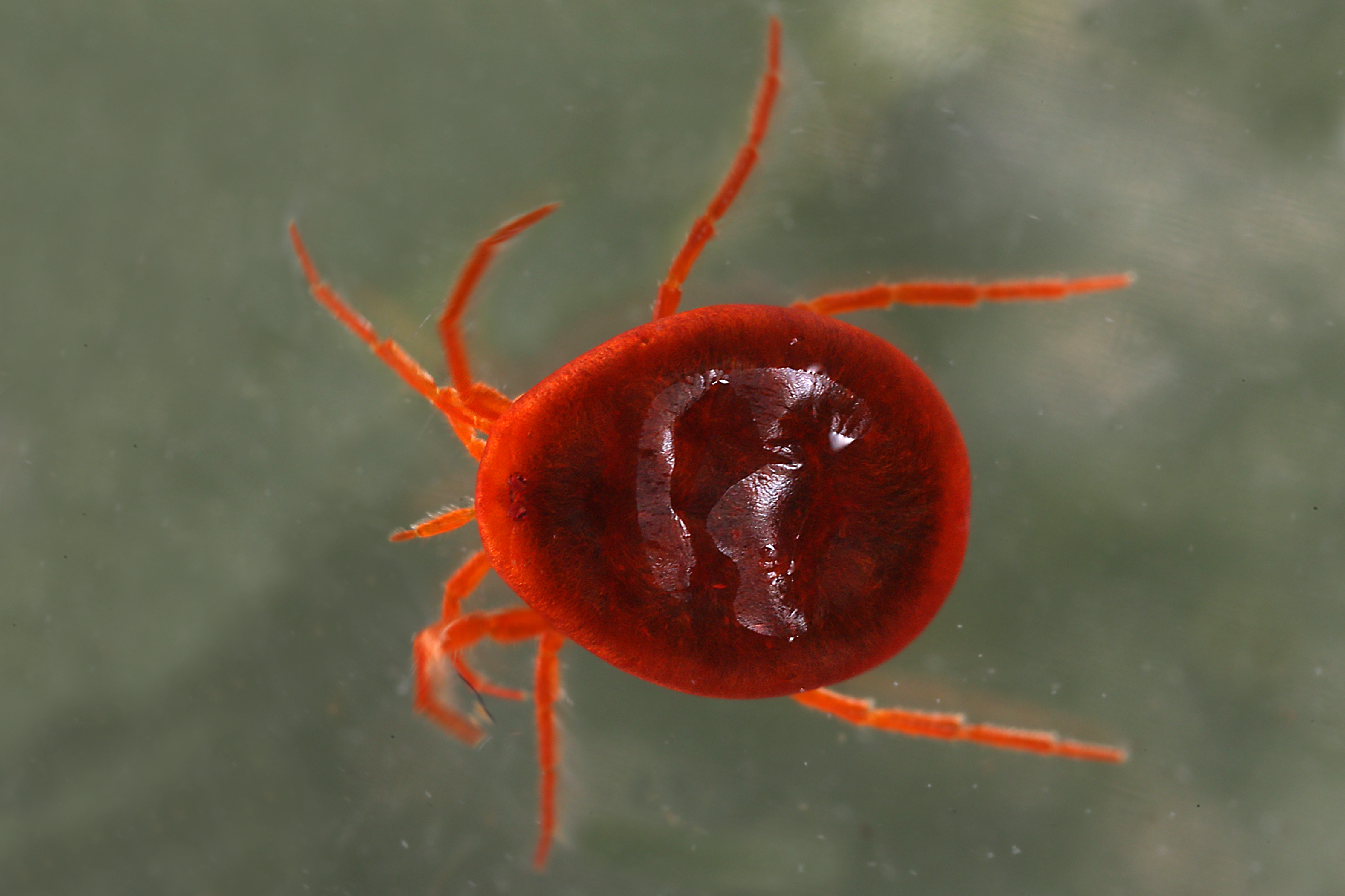 17092013065657 2160 art 1400 suswassermilbe hydrachnidae 264.2