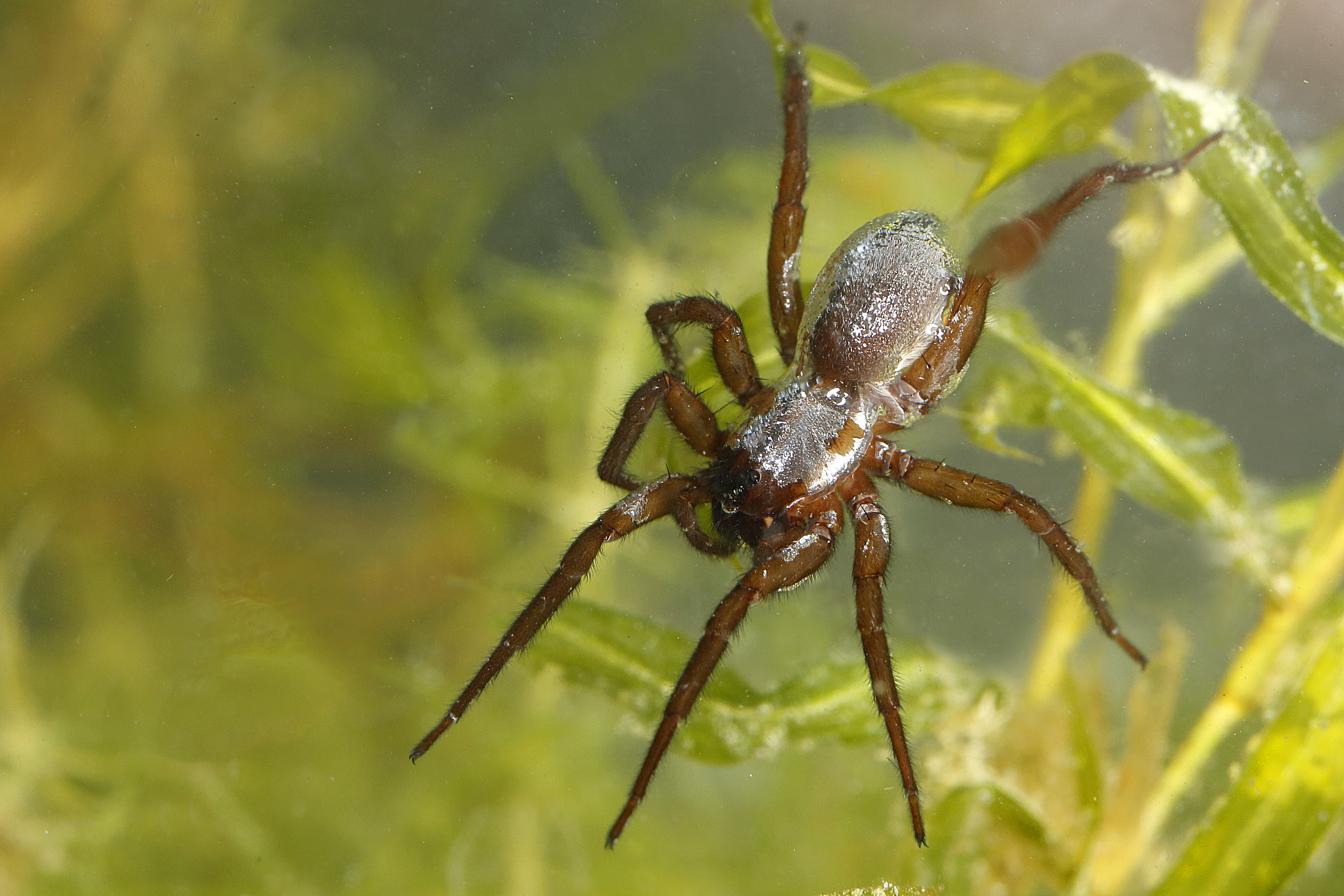 17092013070136 2161 art 903 argyroneta aquatica wasserspinne1.3