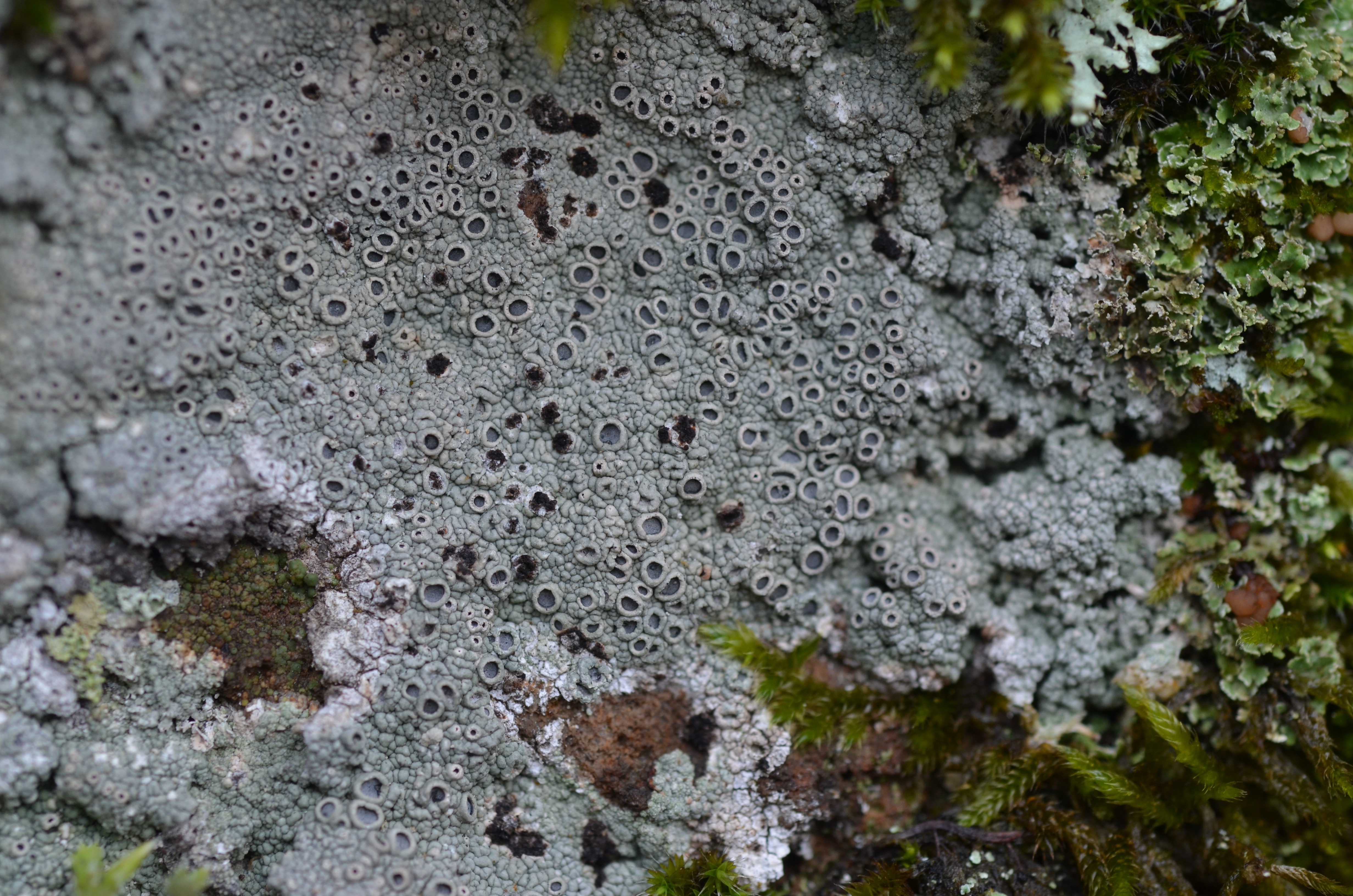 17112013191855 2218 art 1418 dsc 0479 ochrolechia androgyna var. saxorum 3