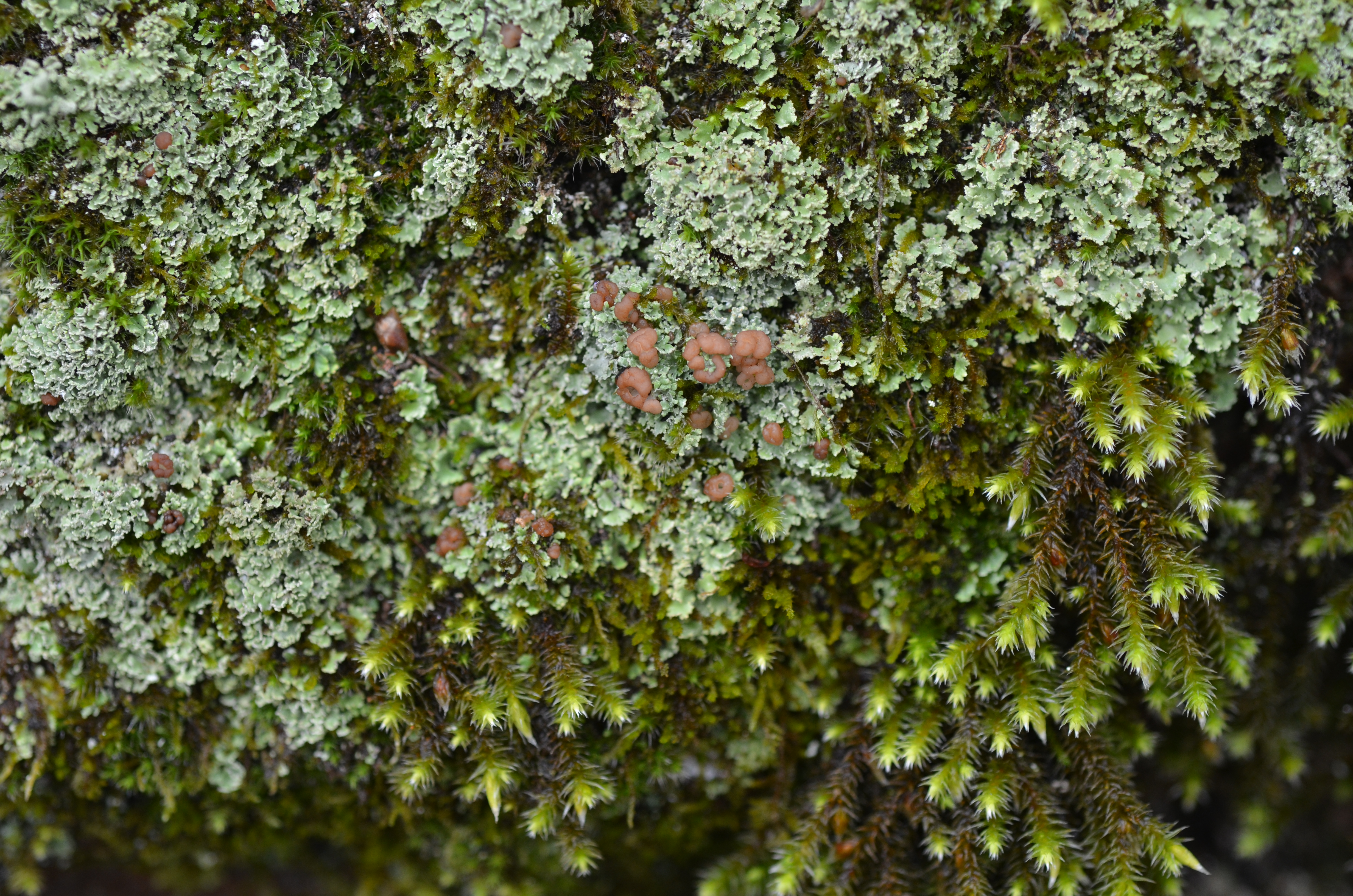 17112013193740 2219 art 1419 dsc 0483