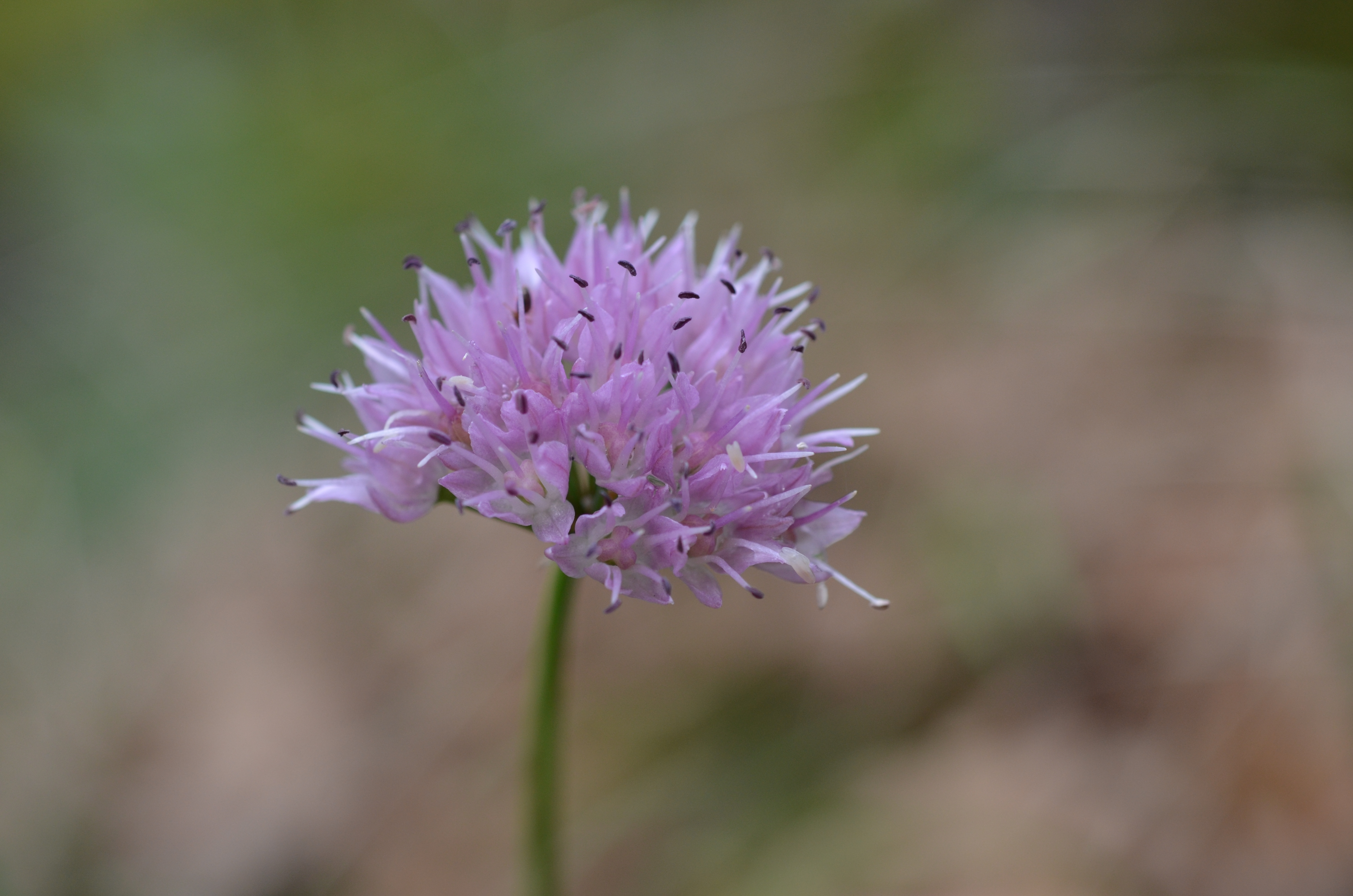 17112013194104 2220 art 1040 dsc 0472