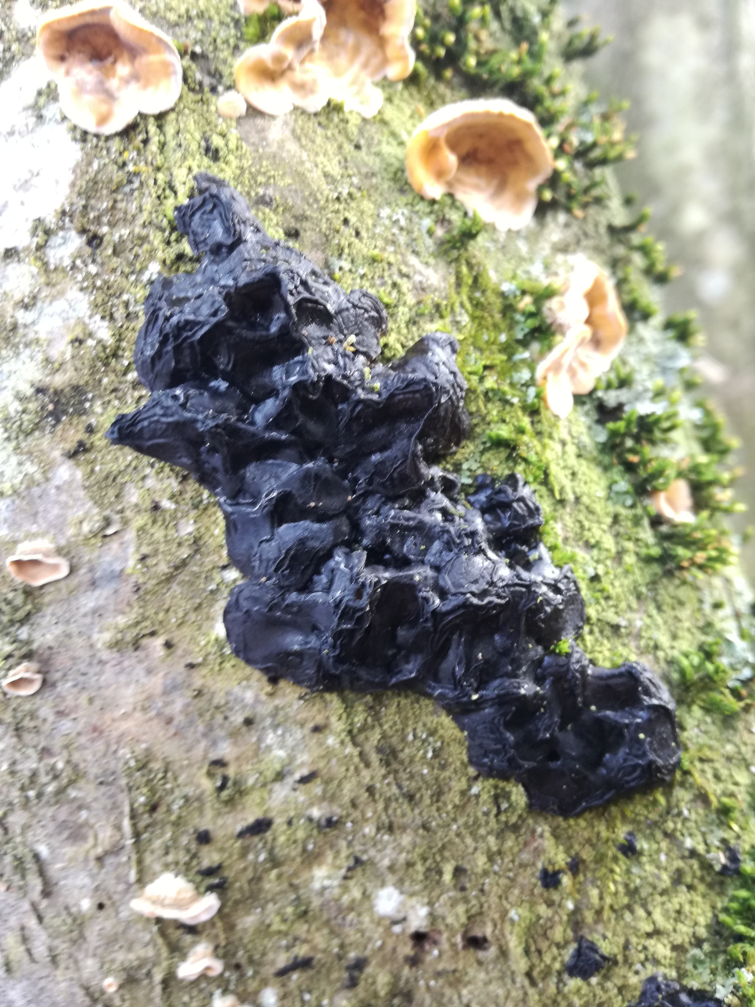 18012018201205 3377 art 1999 img 20180118 115439