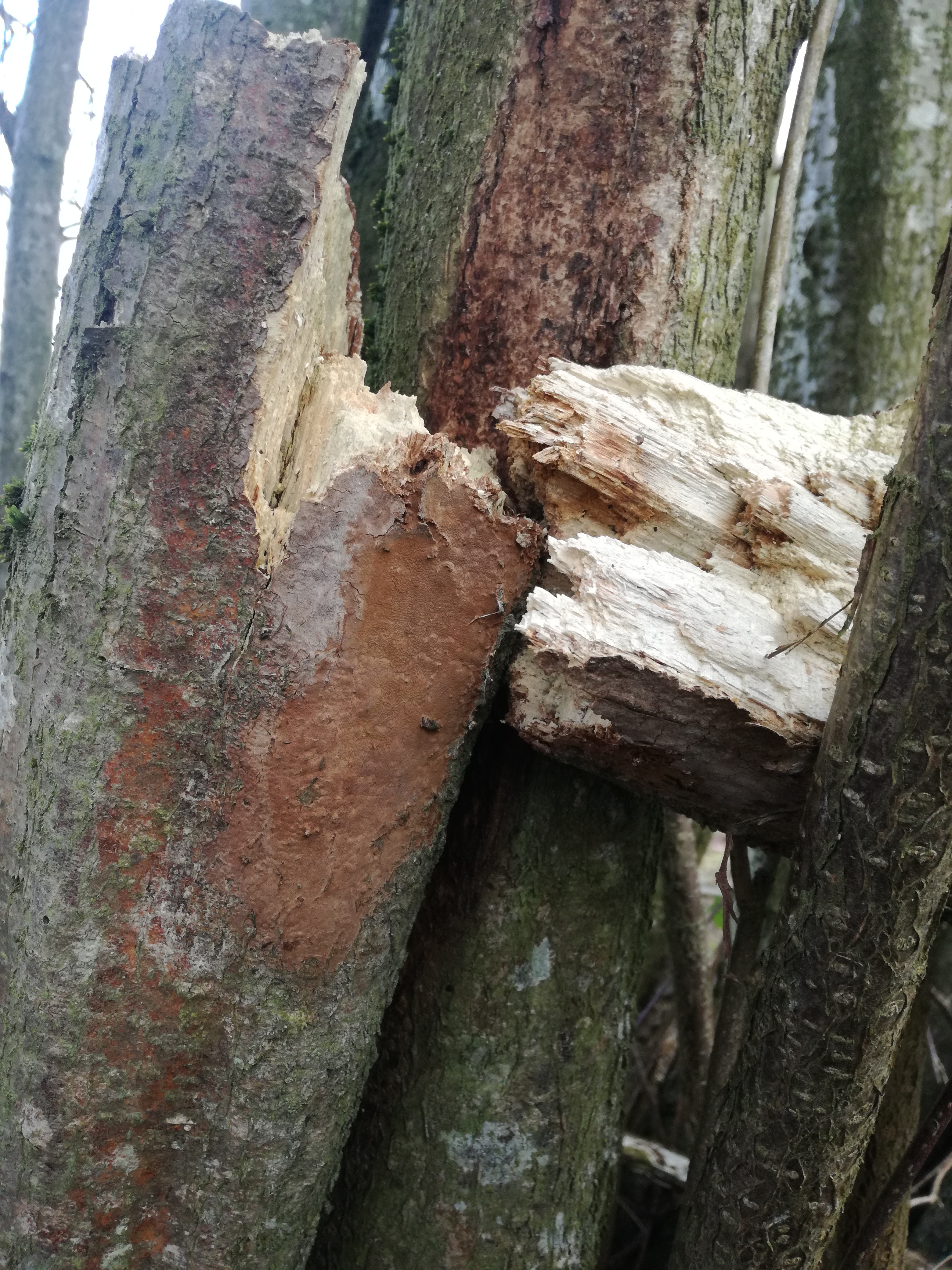 18012018203626 3379 art 2000 img 20180118 114810