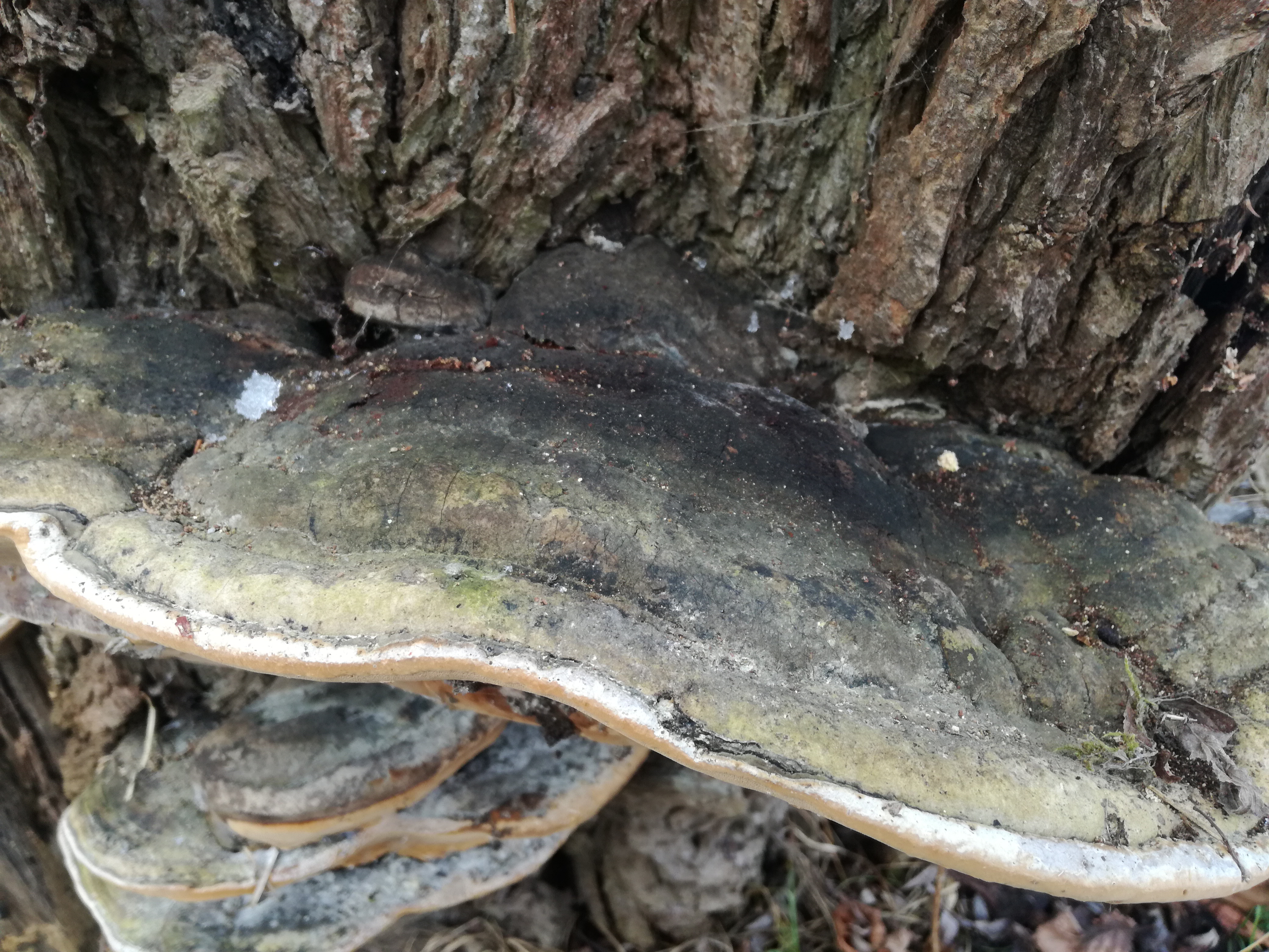 18012018205323 3381 art 2001 img 20180118 115734