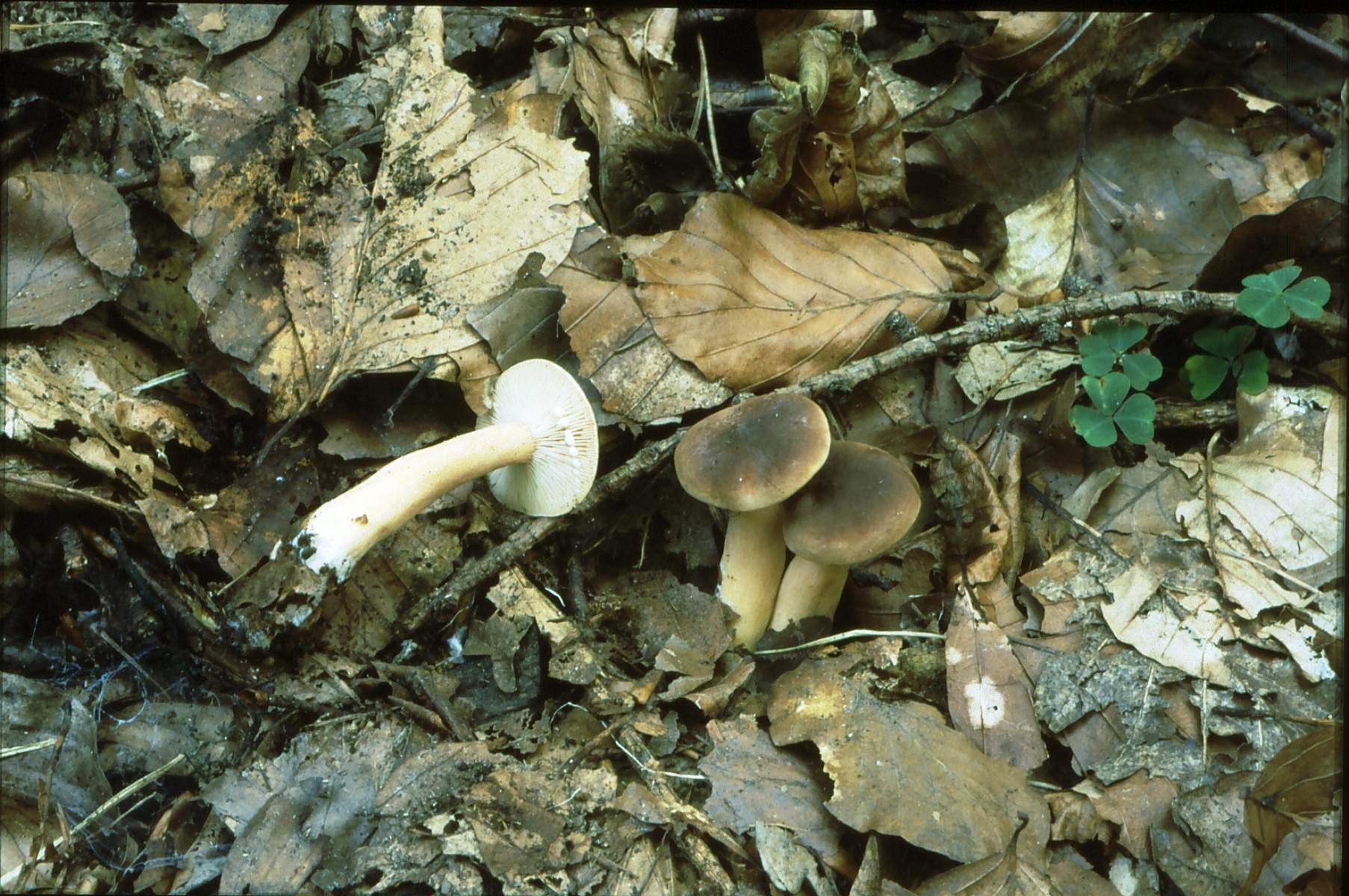 18022018085438 3409 art 2046 l. subdulcis