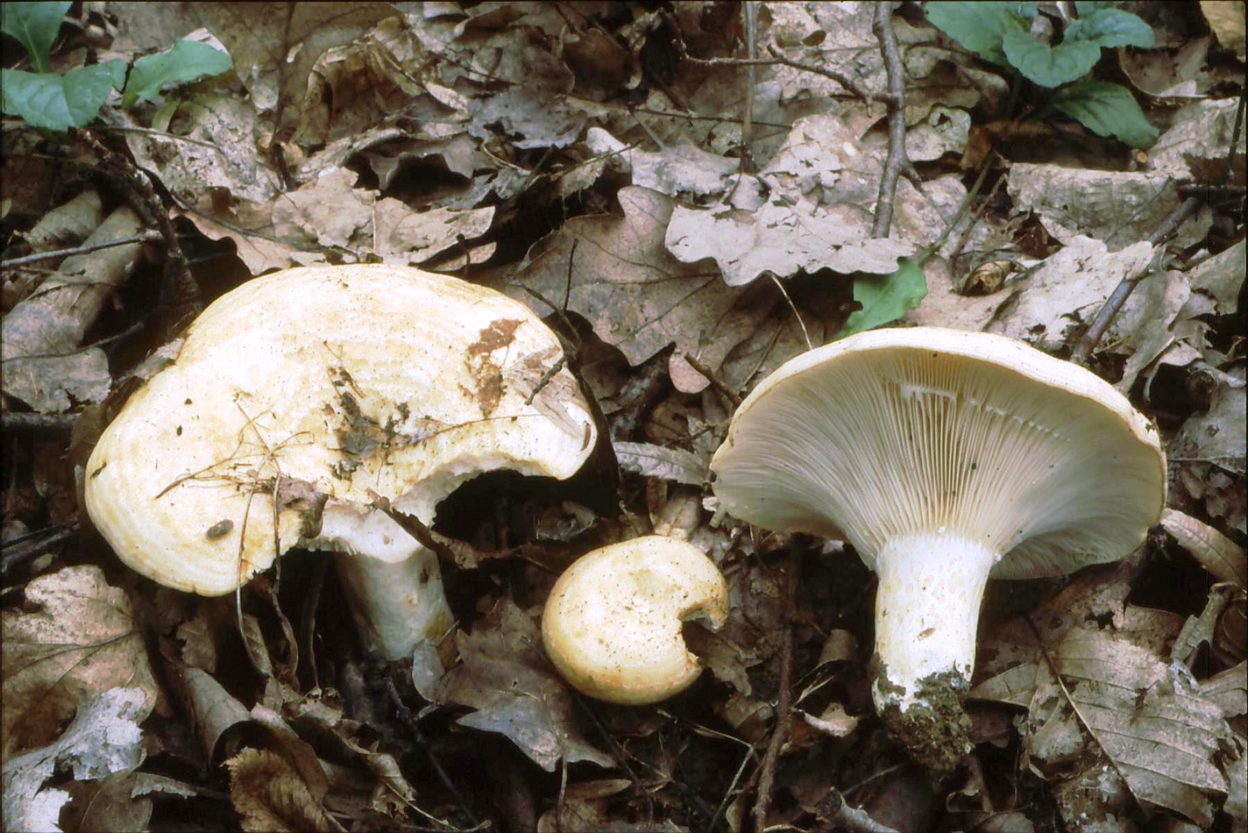 18022018091408 3411 art 2048 l. zonarius