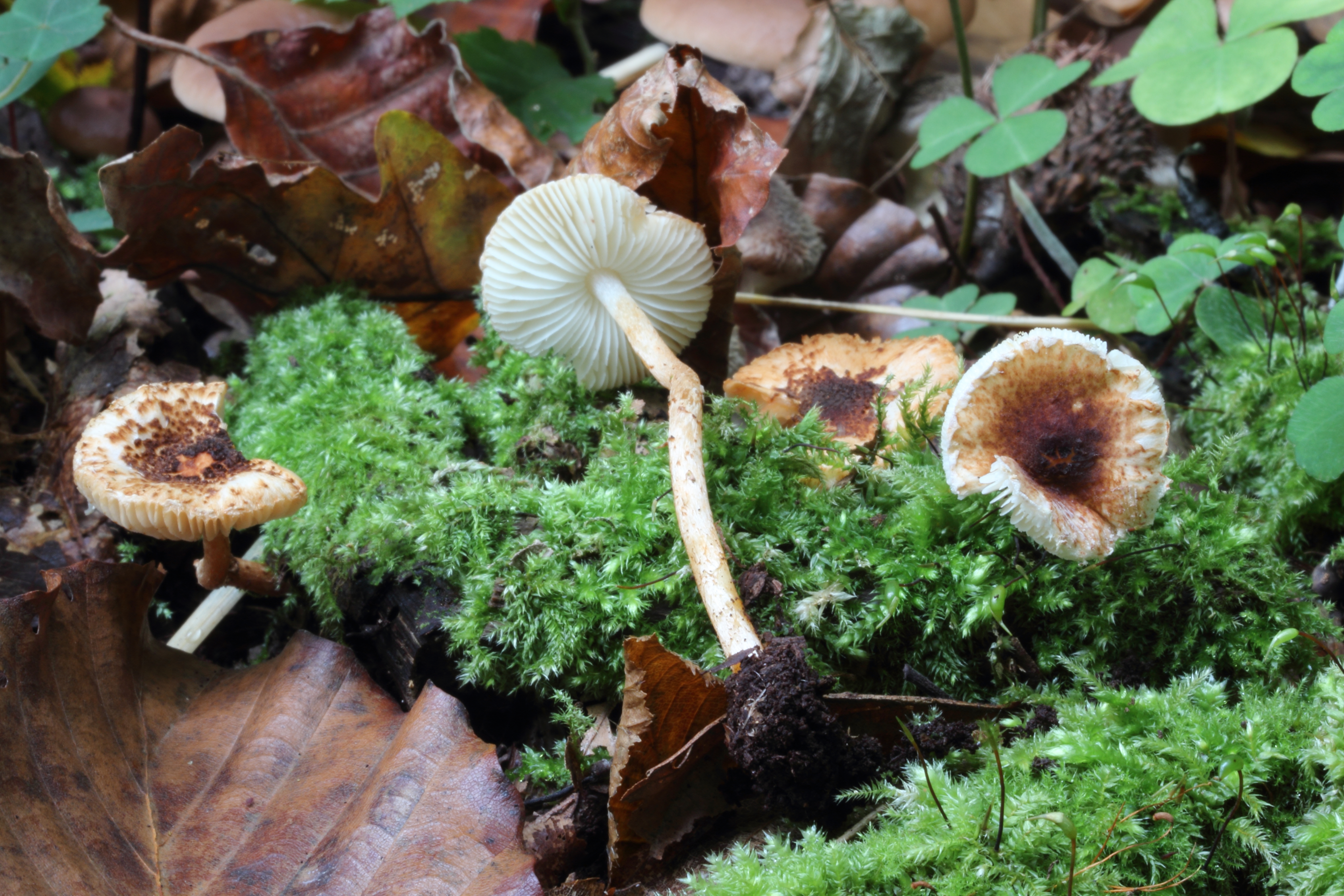 18022018092646 3412 art 2049 img 0936 l castanea 4752