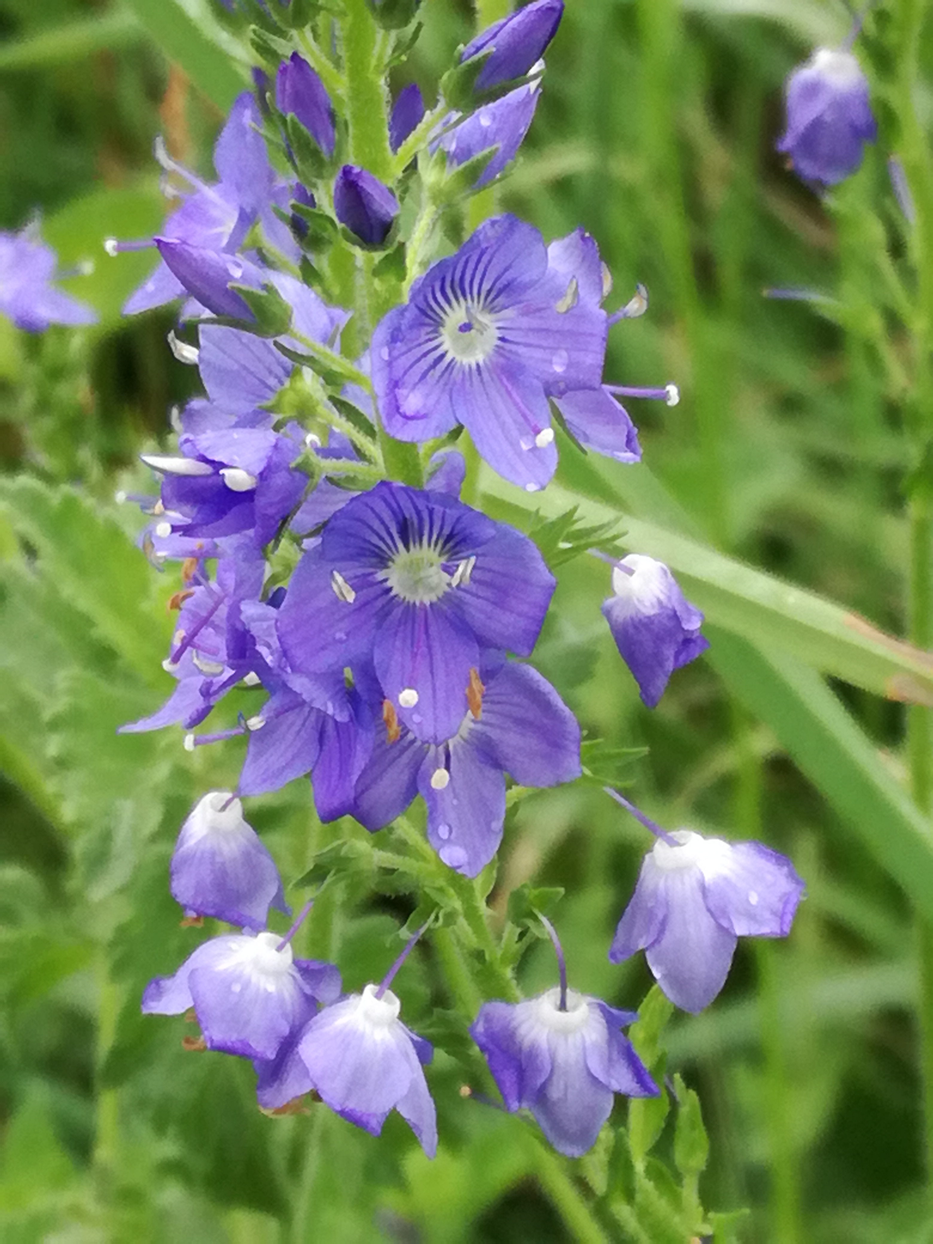 18022018174114 3413 art 2050 img 20170607 155822