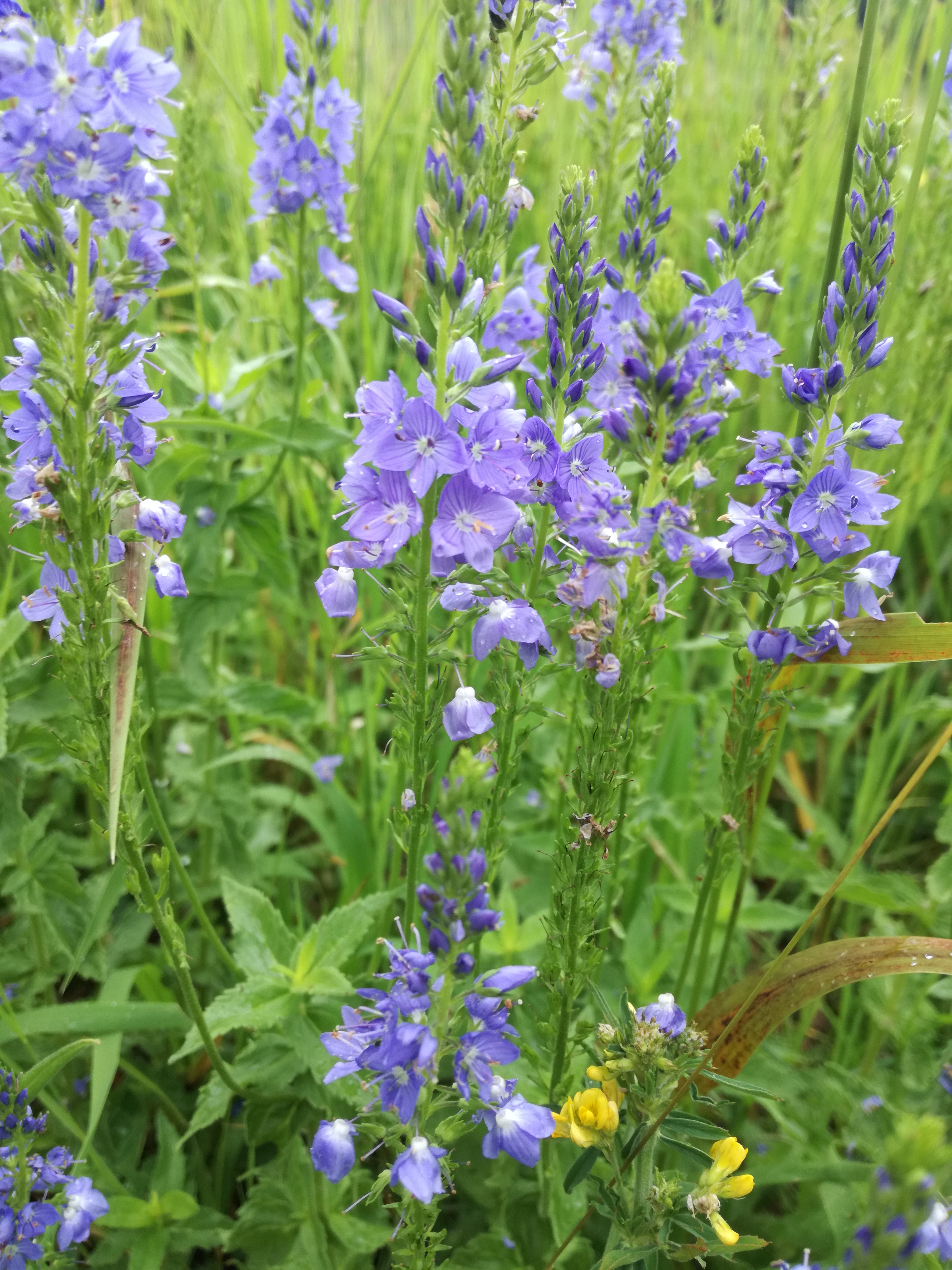 18022018174214 3414 art 2050 img 20170607 155229