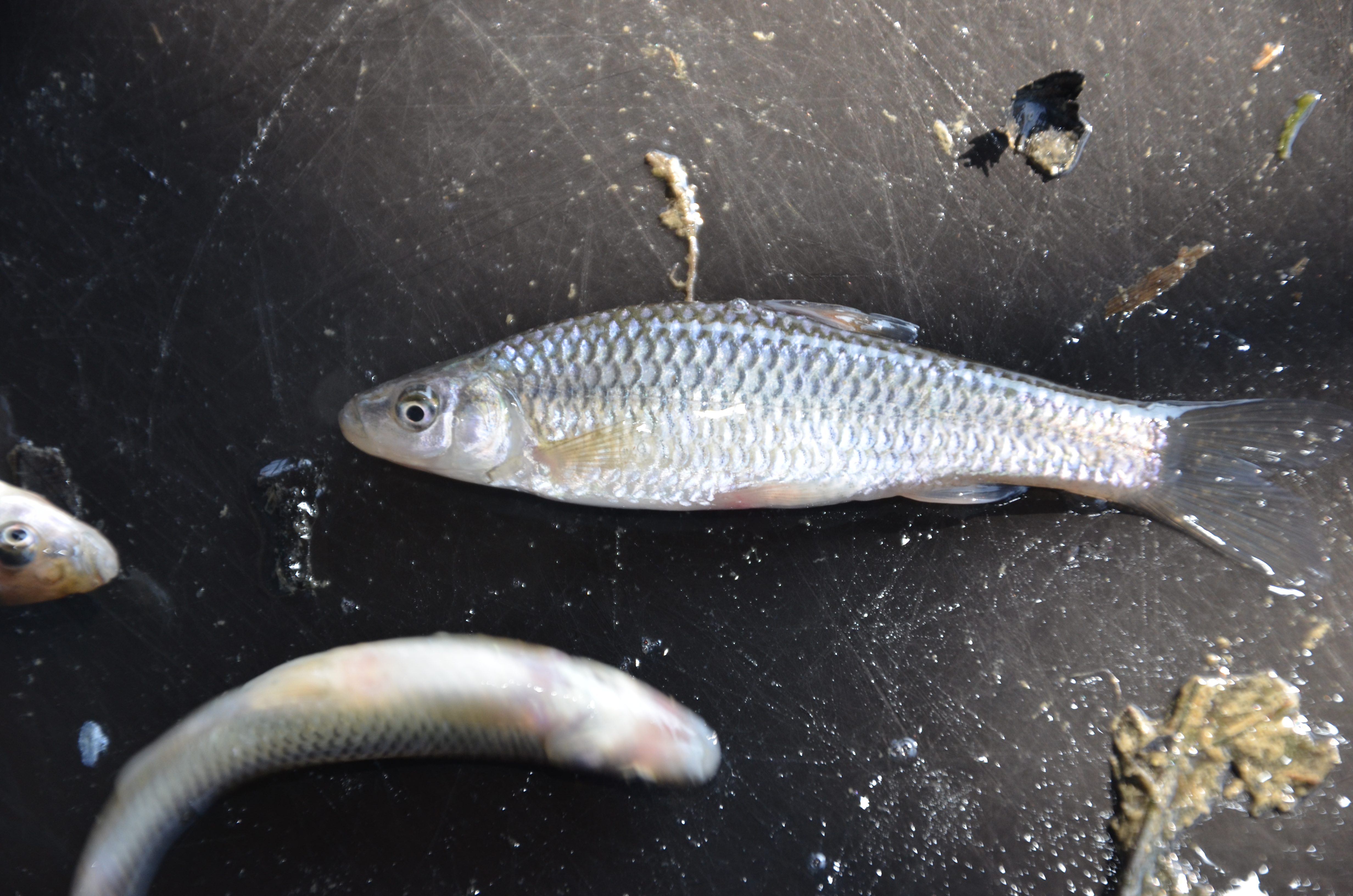 18032014154810 2261 art 1171 dsc 2608