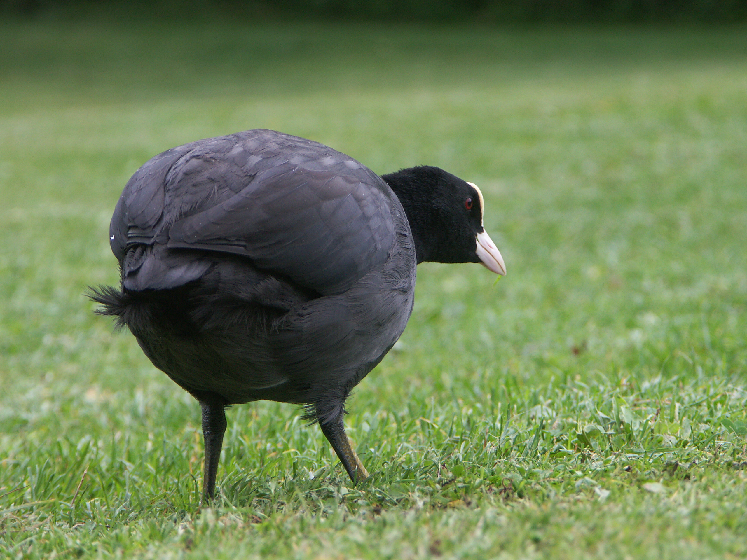 18032014155217 2262 art 1277 pict3564