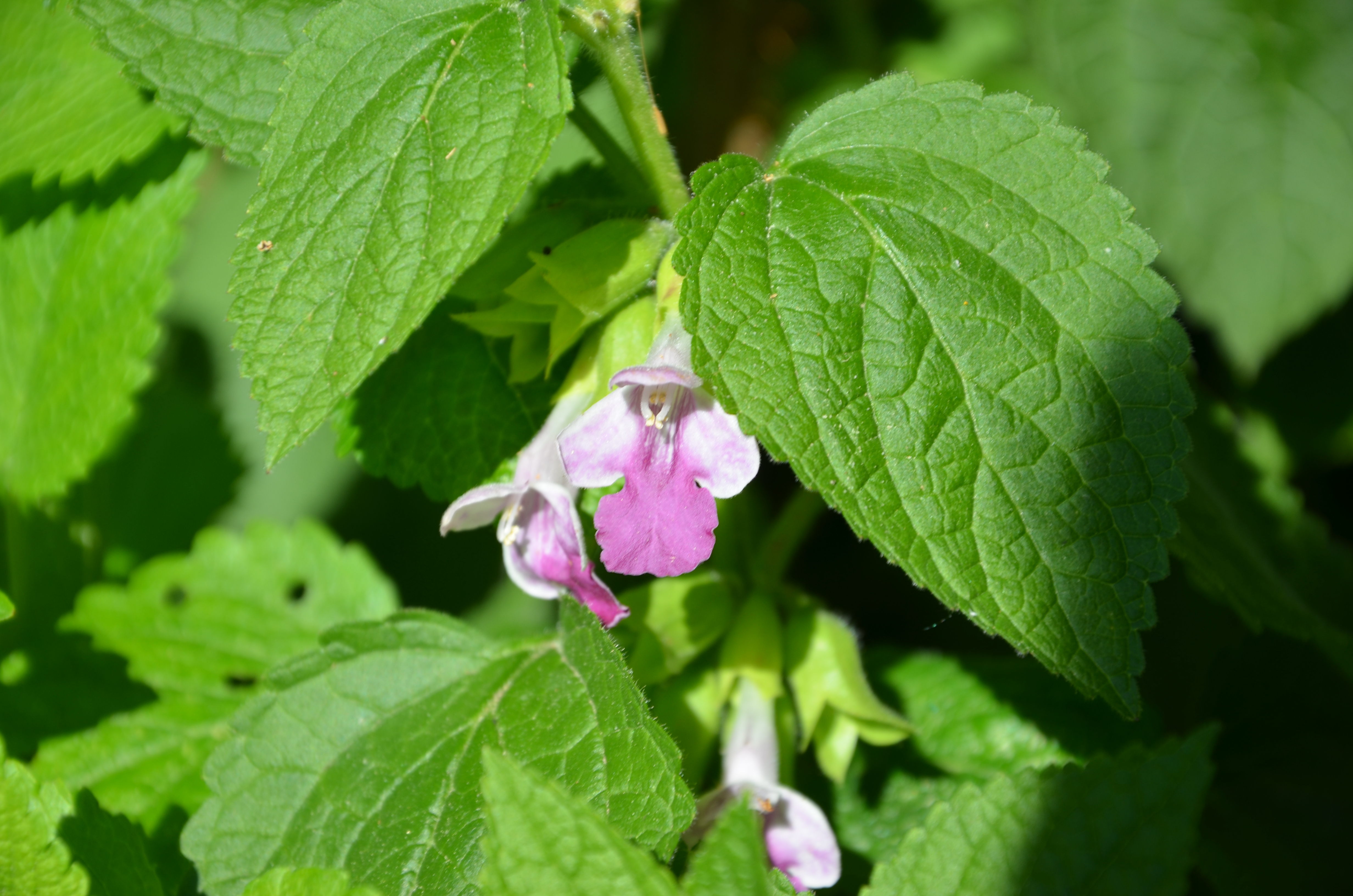 18032014155851 2263 art 574 dsc 5192