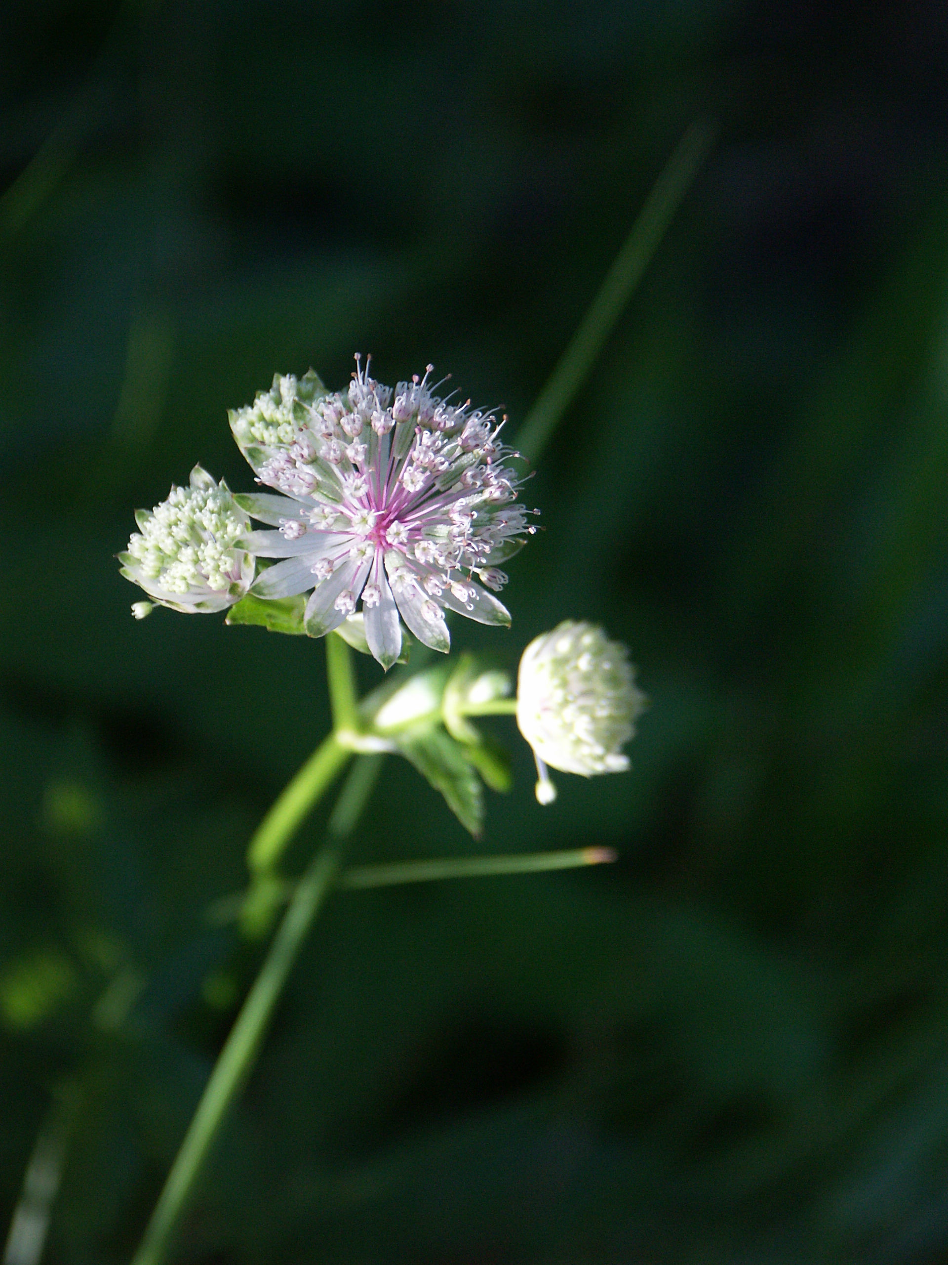 18032014161555 2264 art 1440 astrantia major grose sterndolde palfau 2010