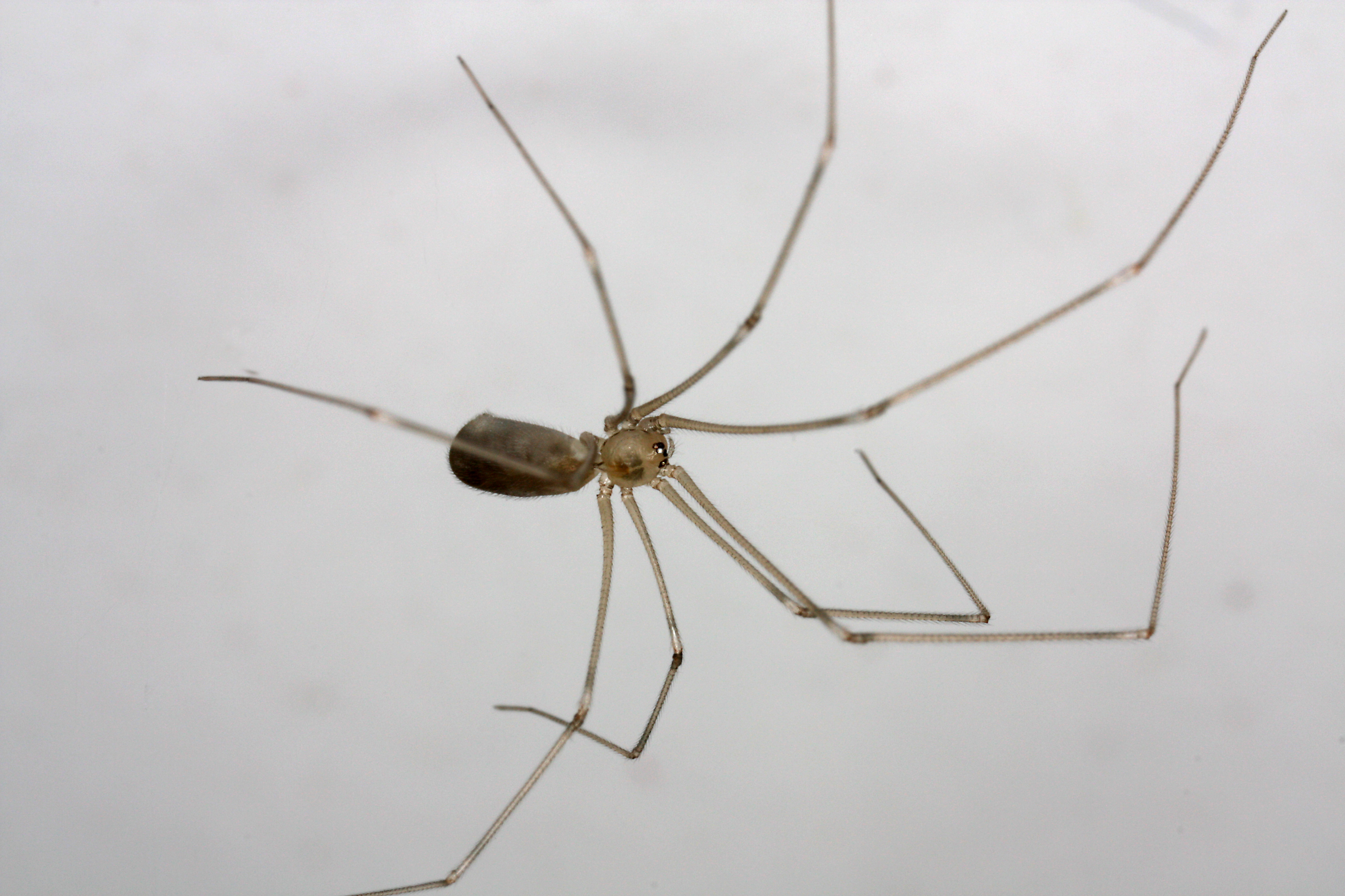 18052013022311 544 art 576 pholcus phalangioides f cf st graz 16 5 2008 chko 03 k