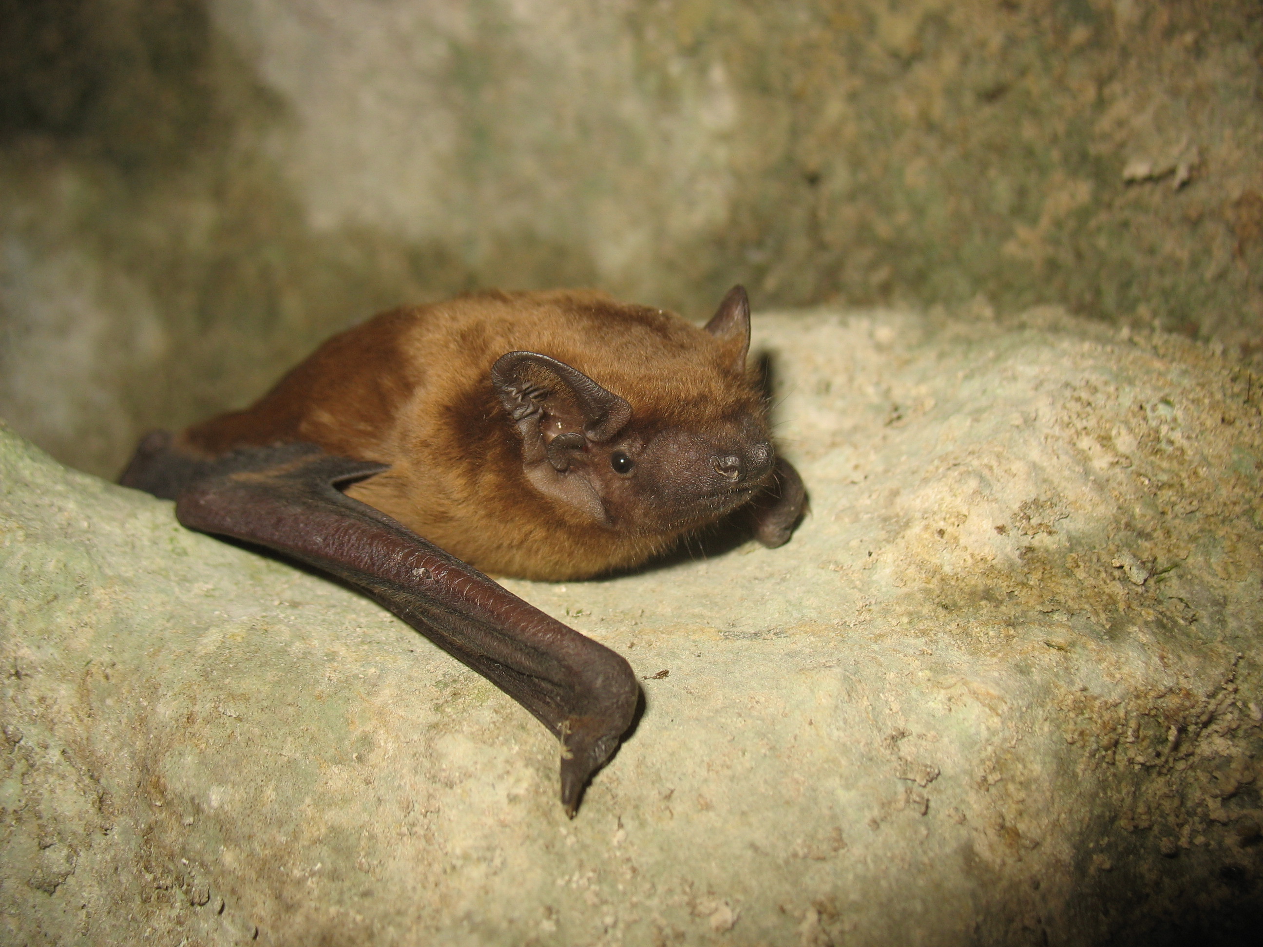 18052013092851 545 art 353 nnoc zelske portreait f primoz presetnik