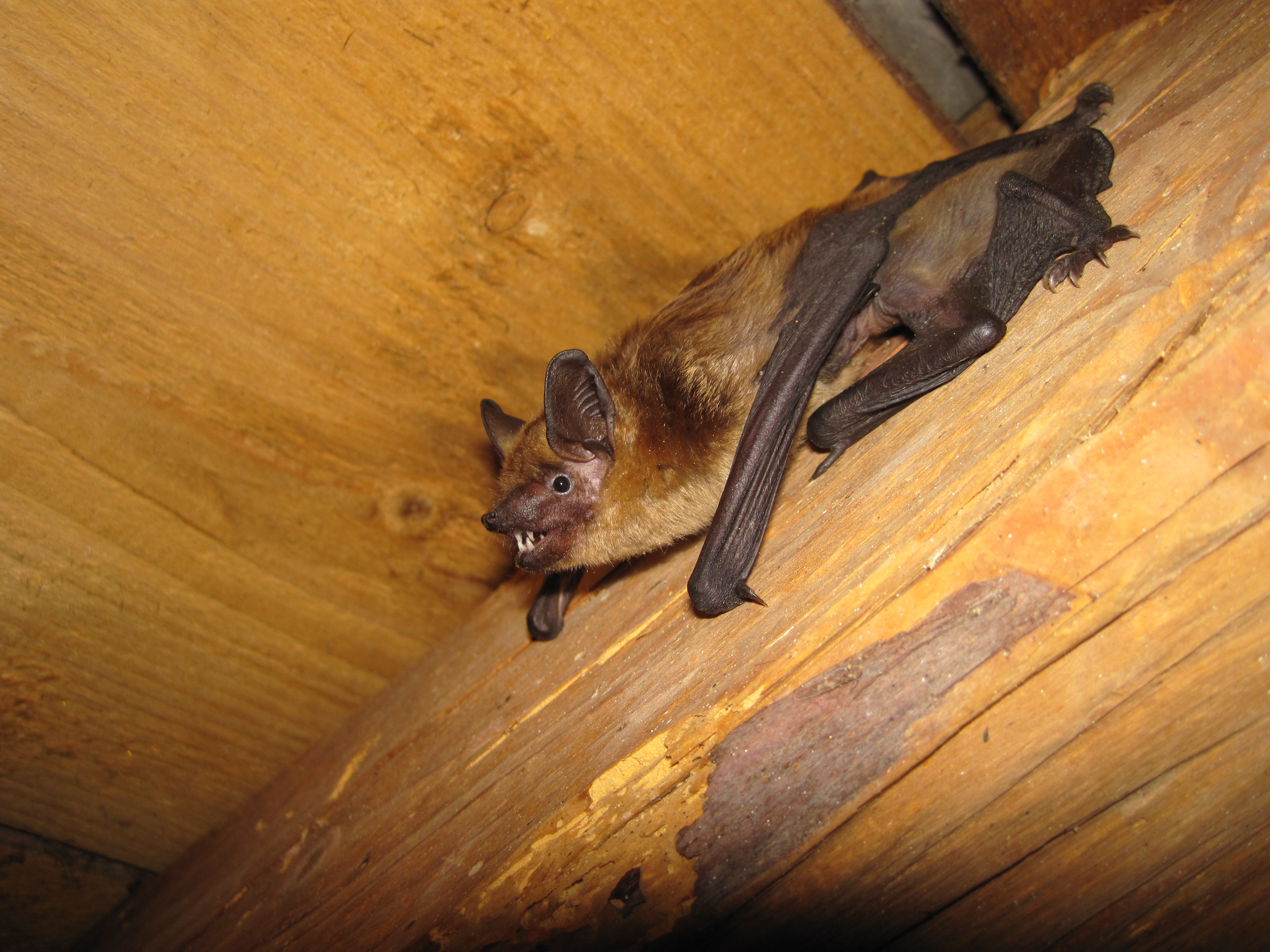 18052013093957 546 art 377 eptesicus serotinus female with cup f primoz presetnik