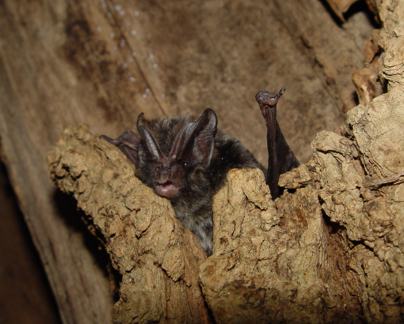 18052013095715 547 art 370 barbastella barbastellus f primoz presetnik