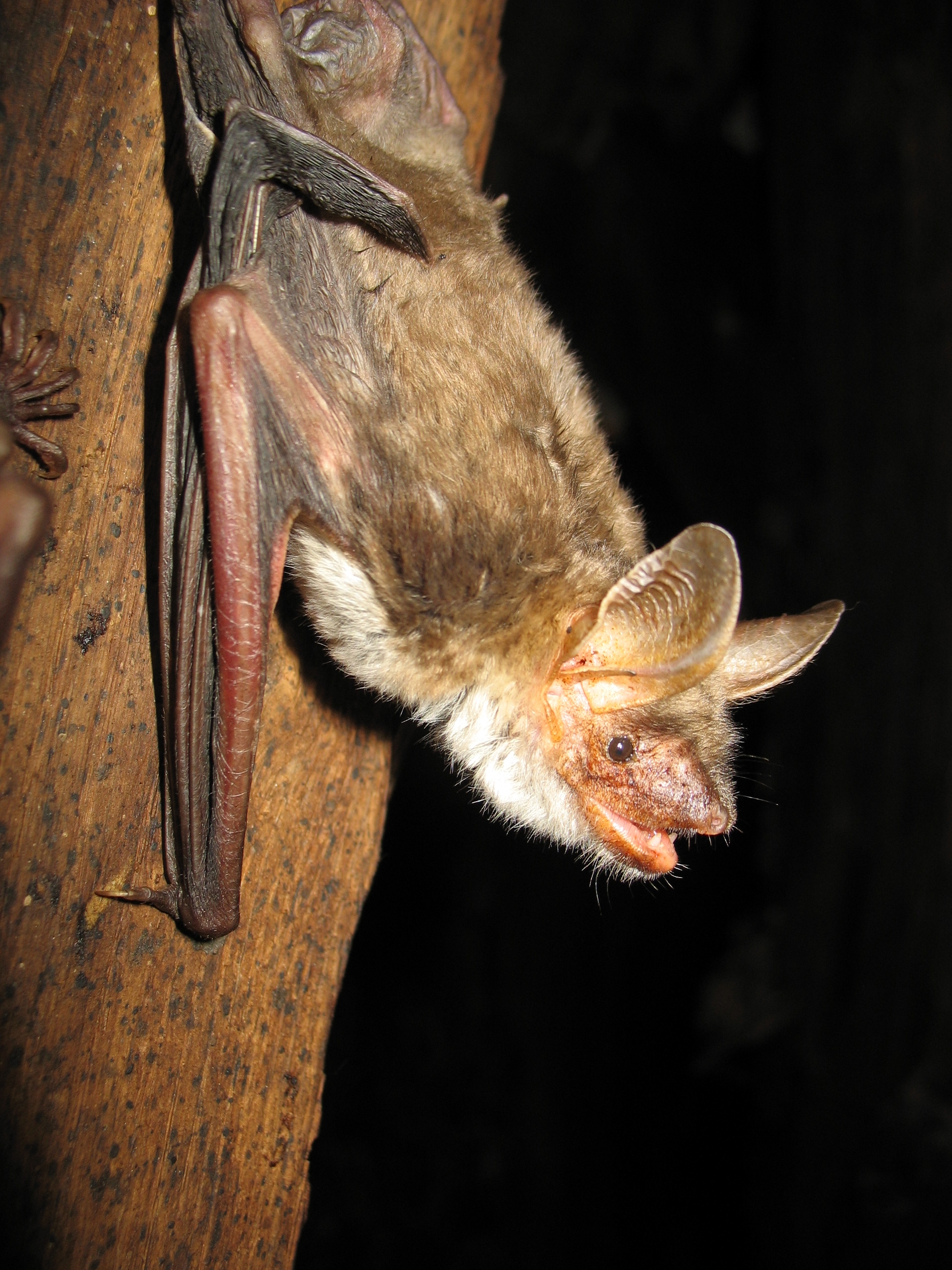 18052013103614 549 art 349 myotis  myotis f primoz presetnik