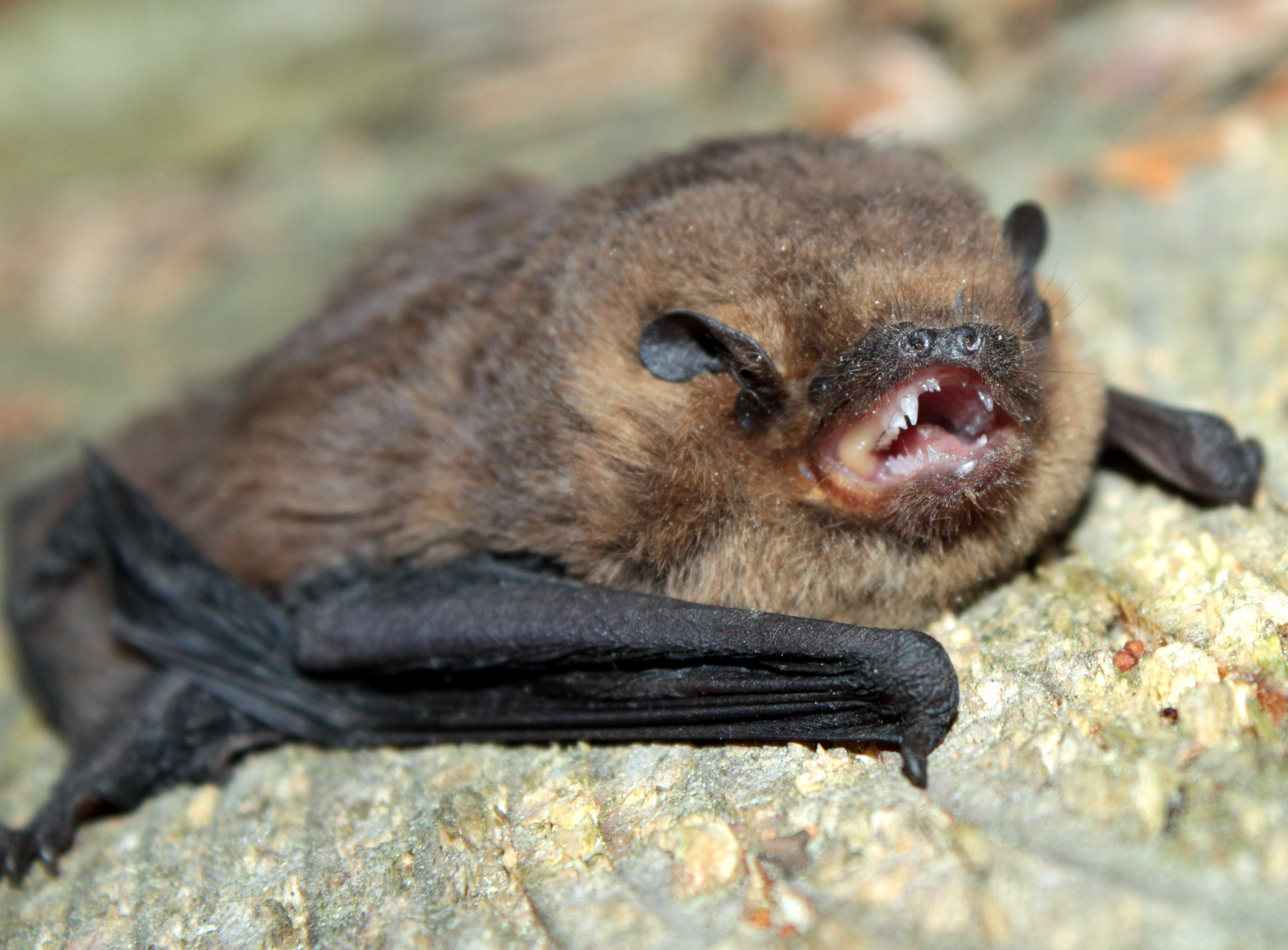 18052013111609 550 art 472 muckenfledermaus gebhardt 01