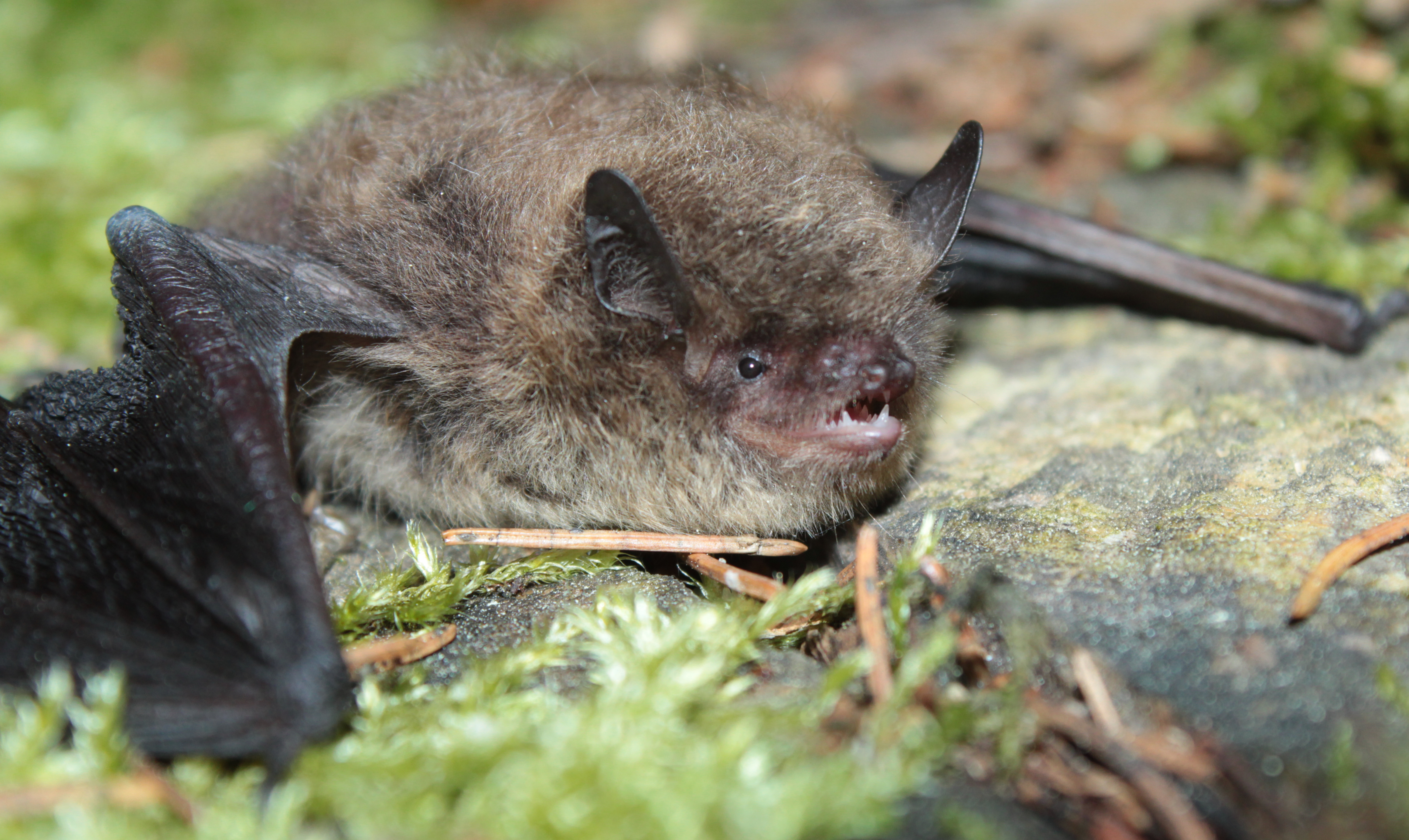 18052013200053 552 art 581 rauhautfledermaus gebhardt 01