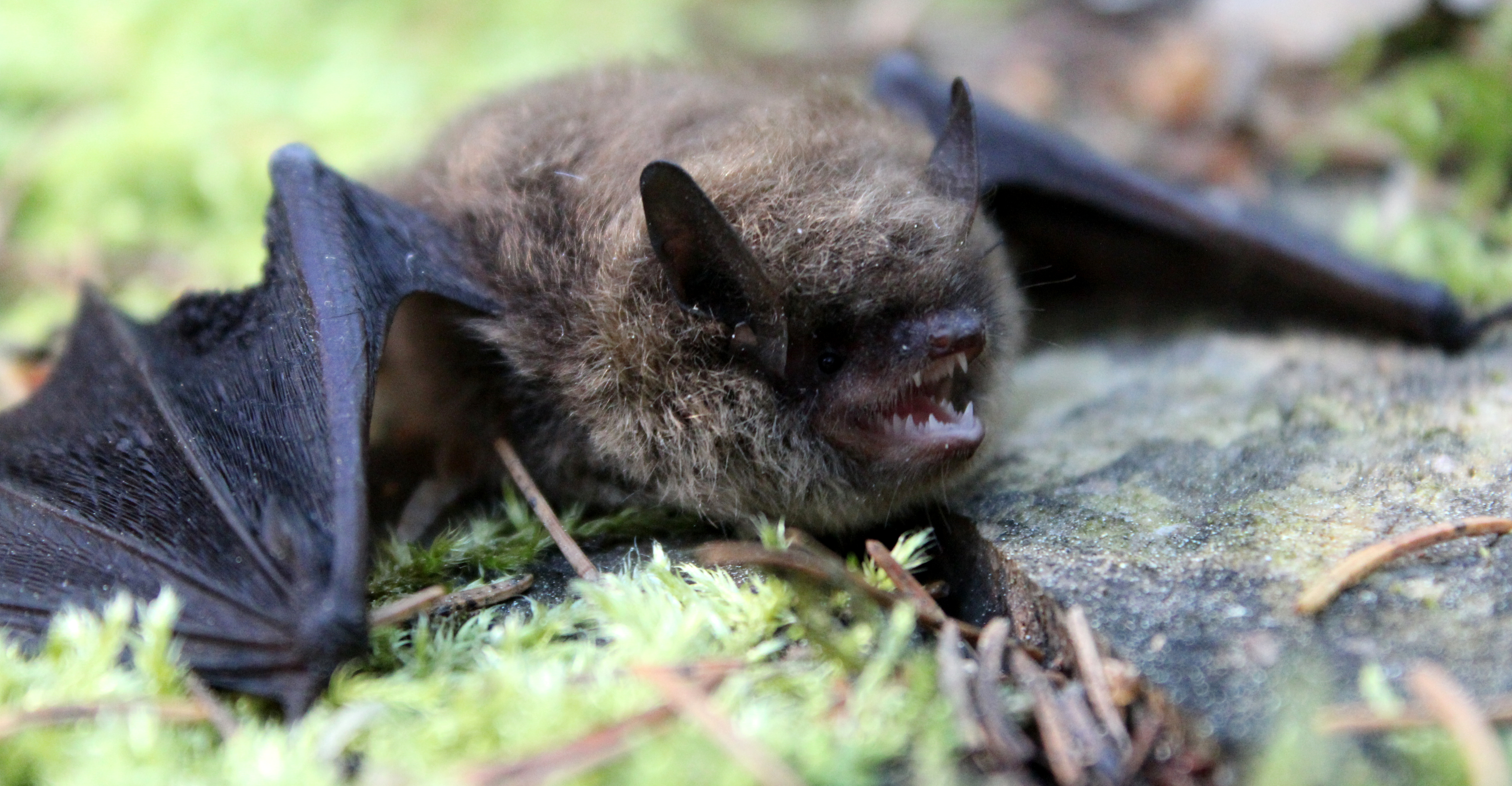 18052013200329 553 art 581 rauhautfledermaus gebhardt 02