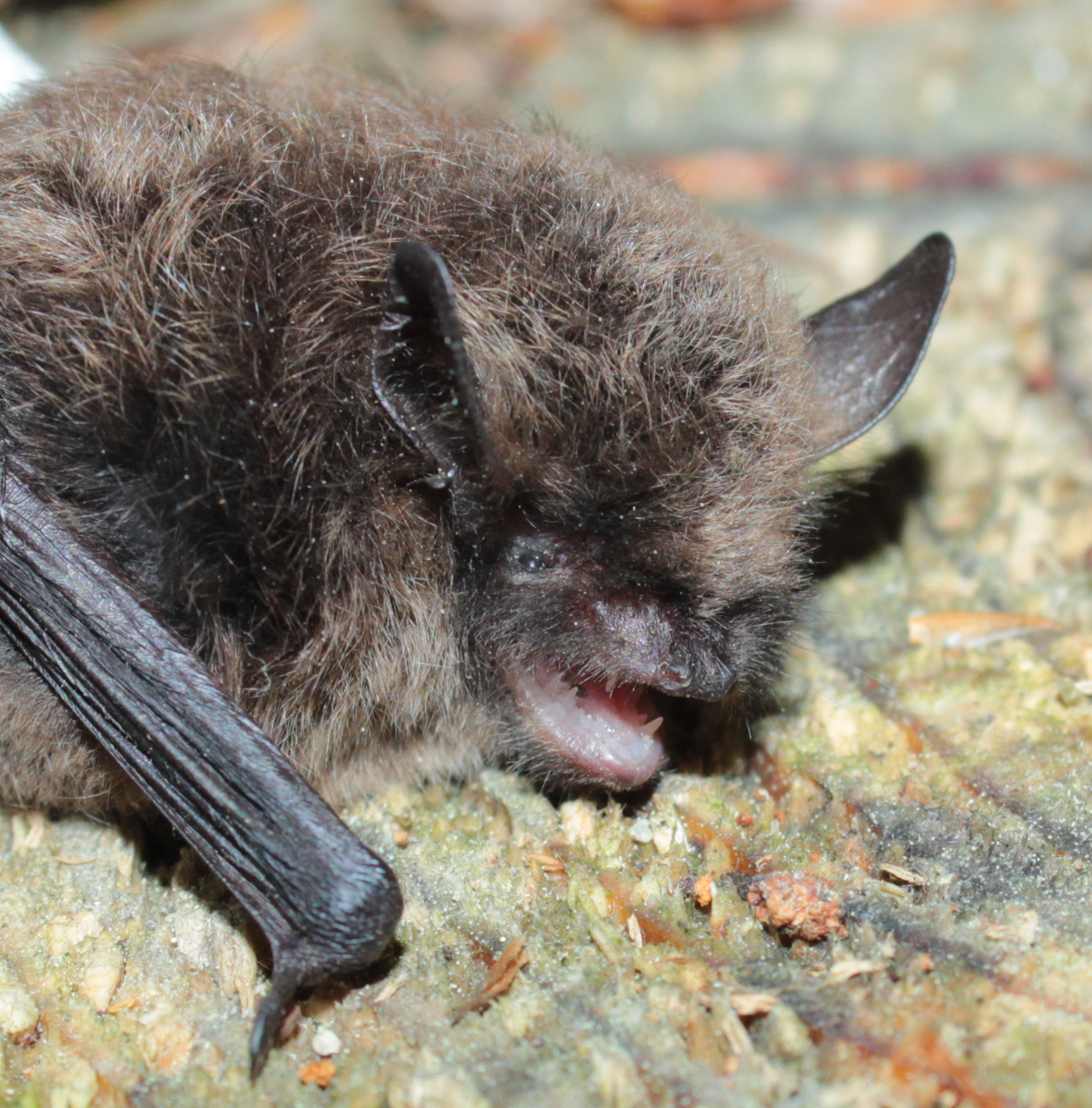 18052013201823 554 art 582 zwergfledermaus gebhardt 02