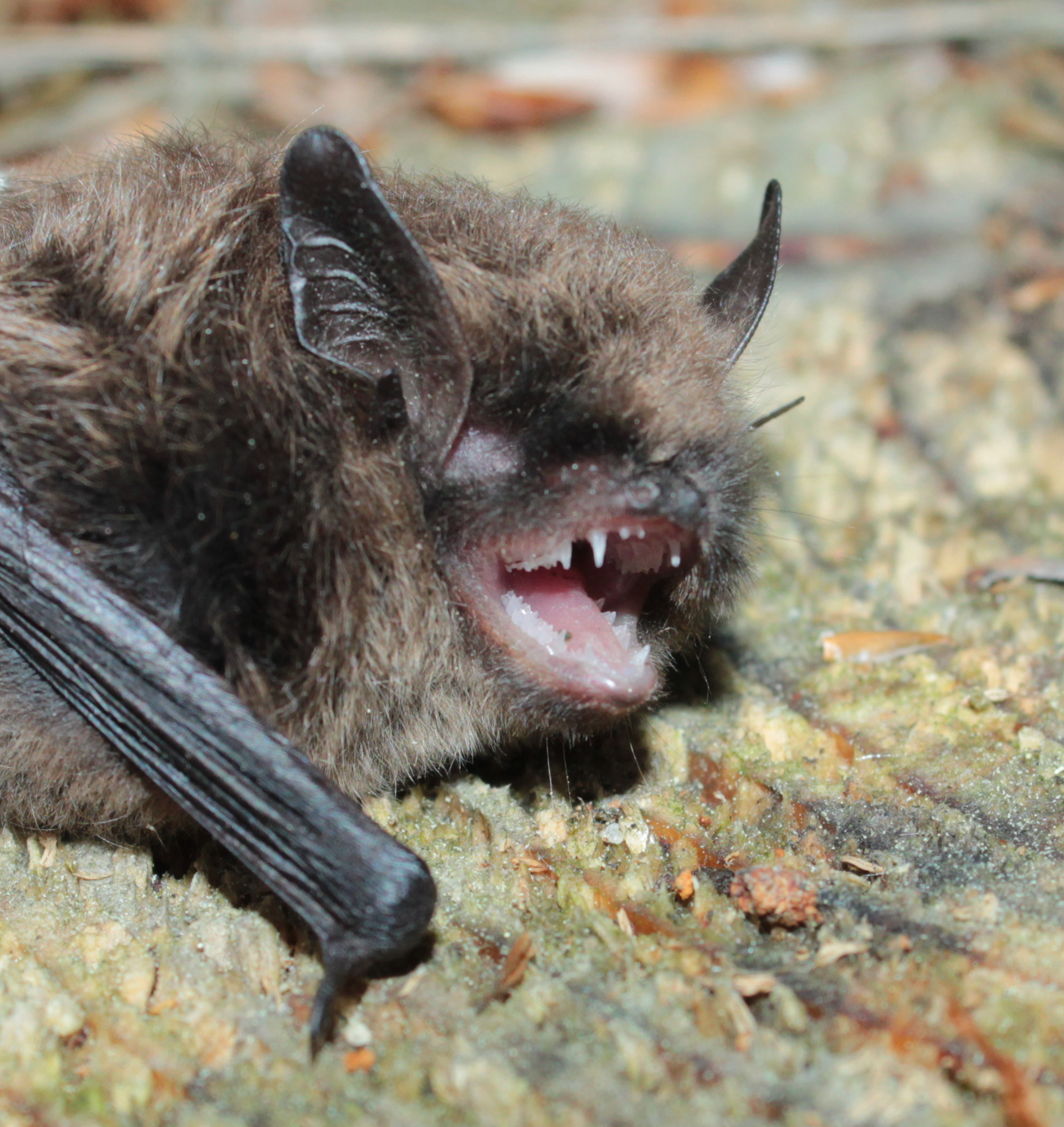 18052013201933 555 art 582 zwergfledermaus gebhardt 01