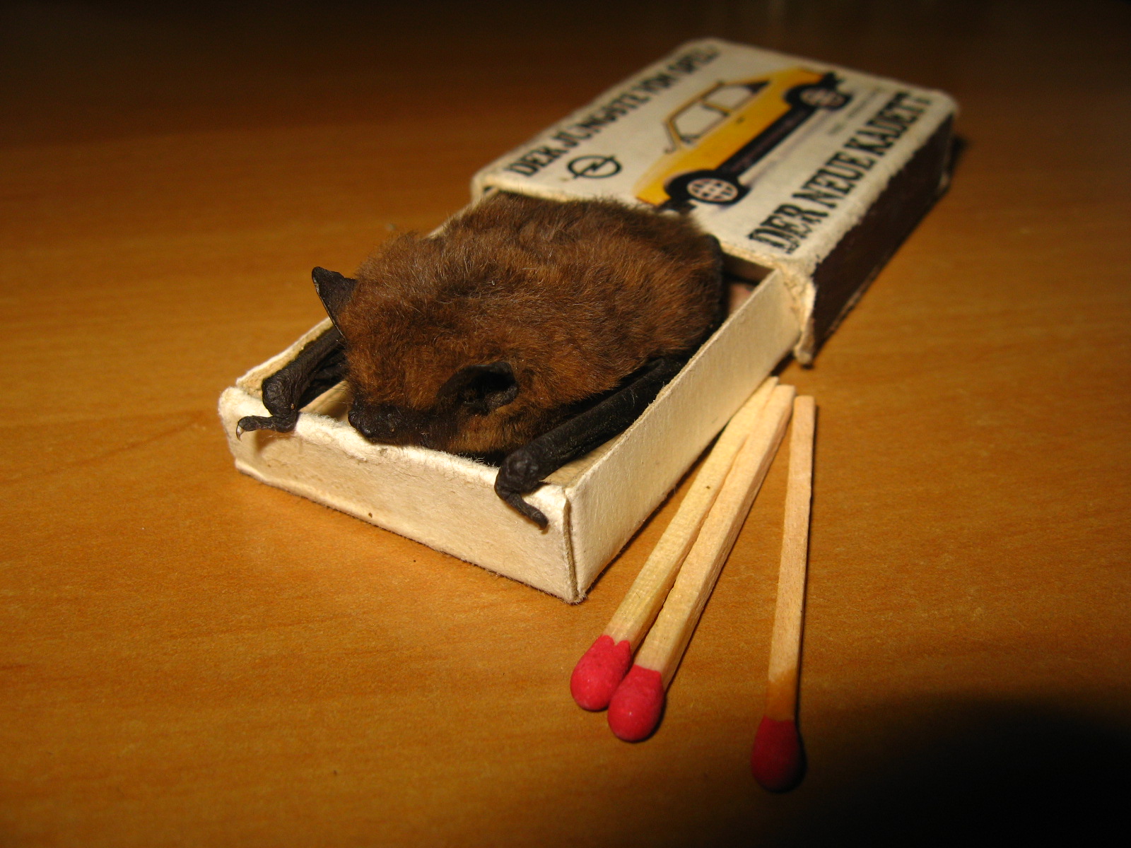 18052013202112 556 art 582 zwergfledermaus gebhardt 03