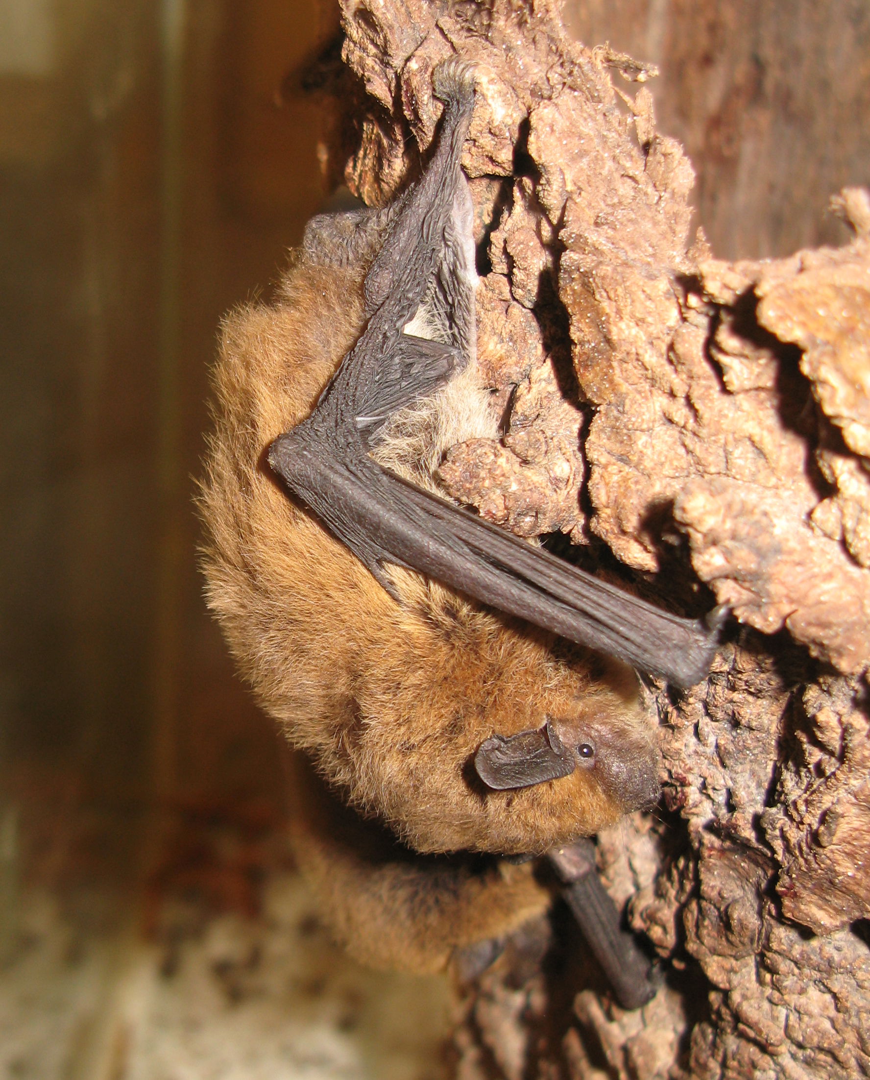 18052013210704 557 art 584 weisrandfledermaus gebhardt 01