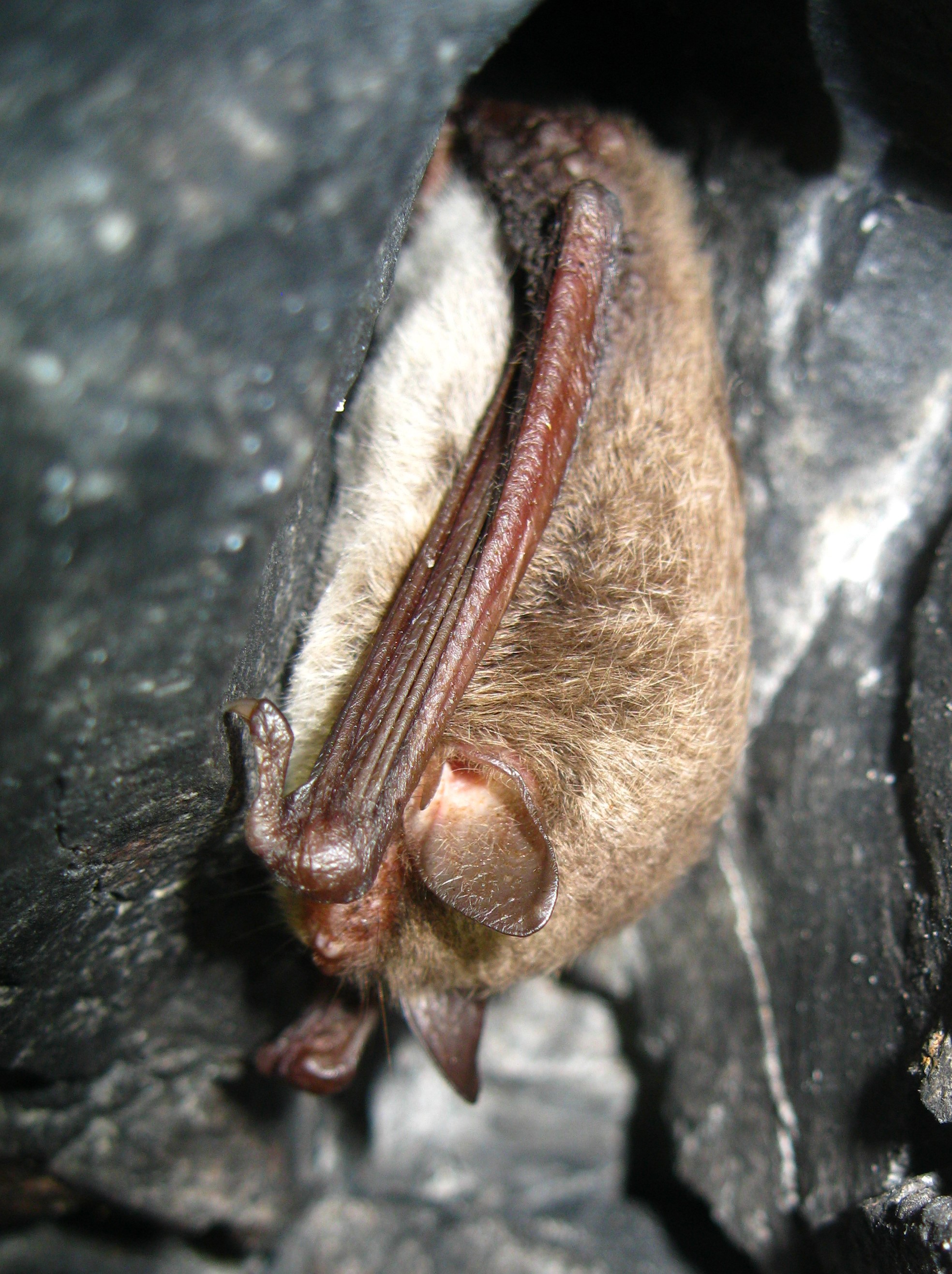 18052013220129 558 art 585 wasserfledermaus  gebhardt 01