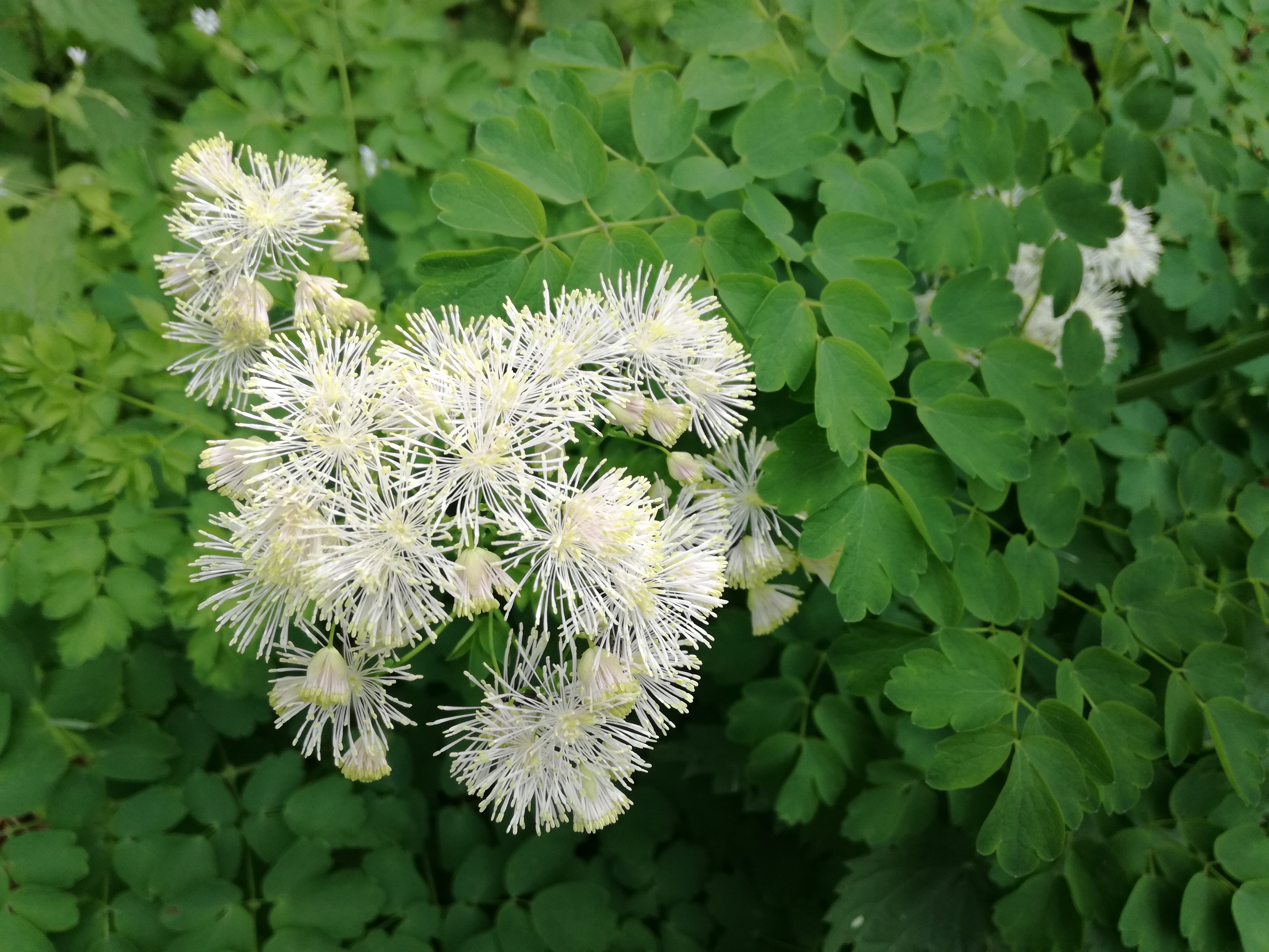 18052018080001 3648 art 2199 img 20180516 174306