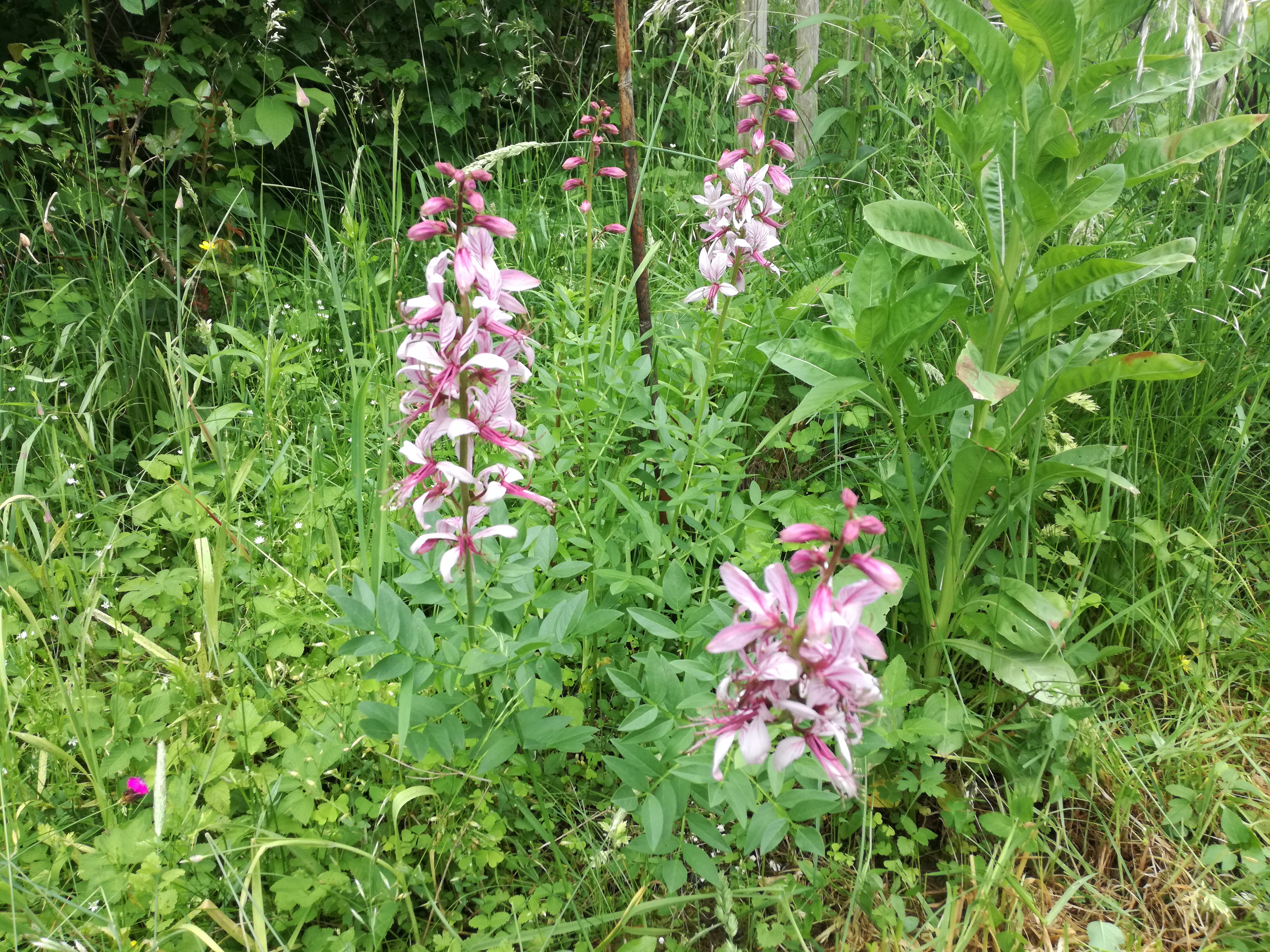 18052018083120 3652 art 2201 img 20180516 151834