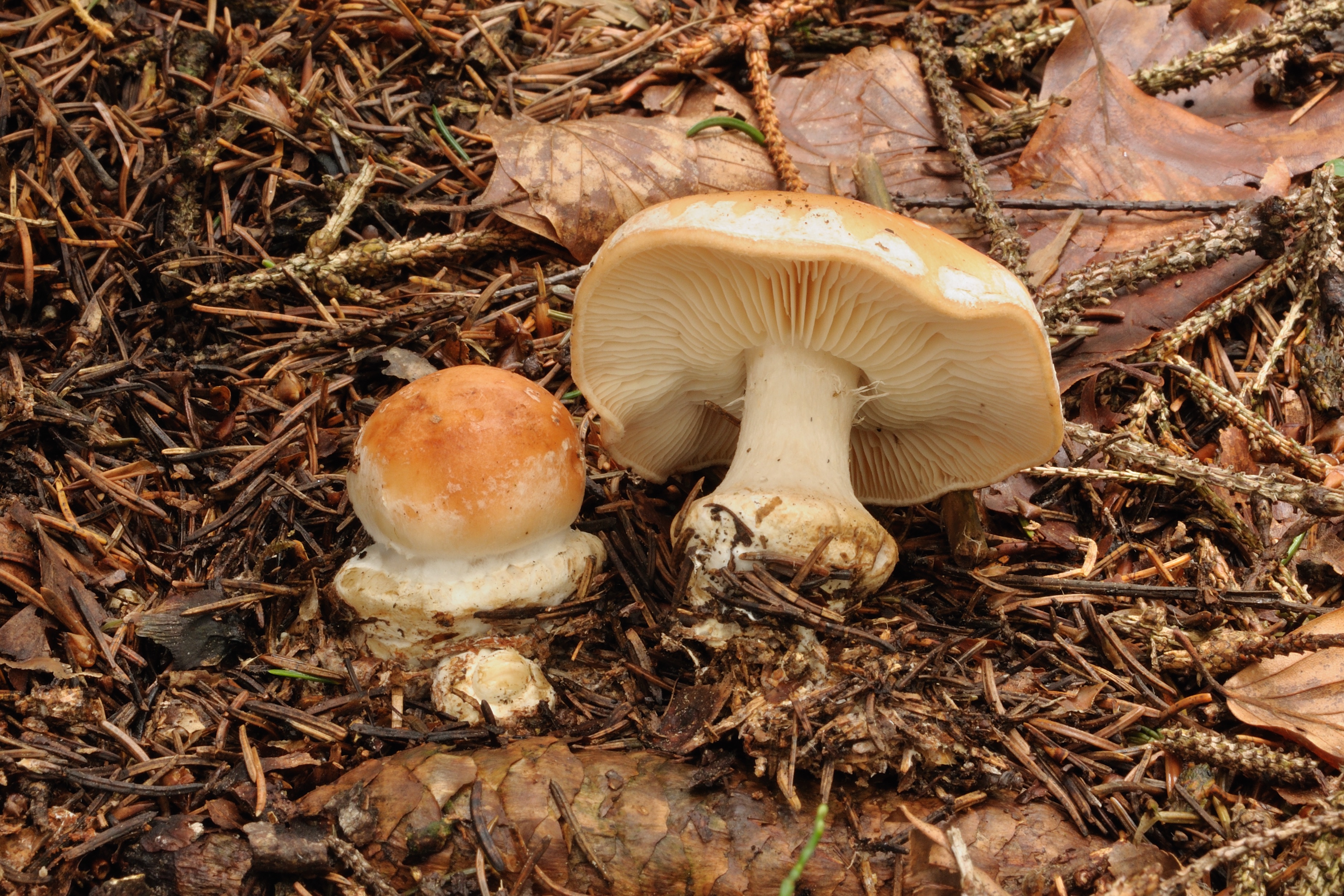 18052018173101 3654 art 2203 2012 07 26 semriach romergrab 019