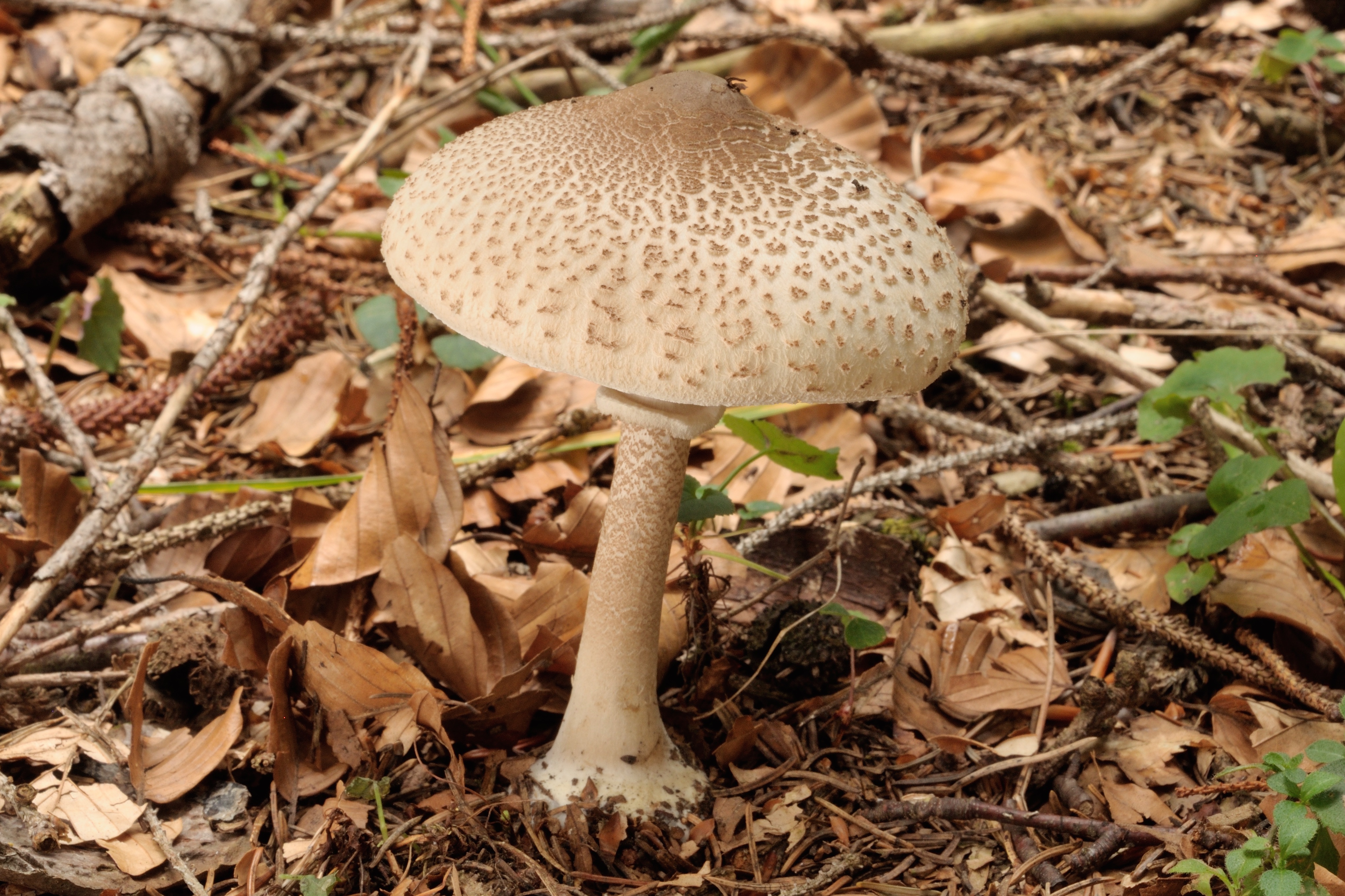 18052018174759 3656 art 2205 2013 09 26 semriach romergrab 022