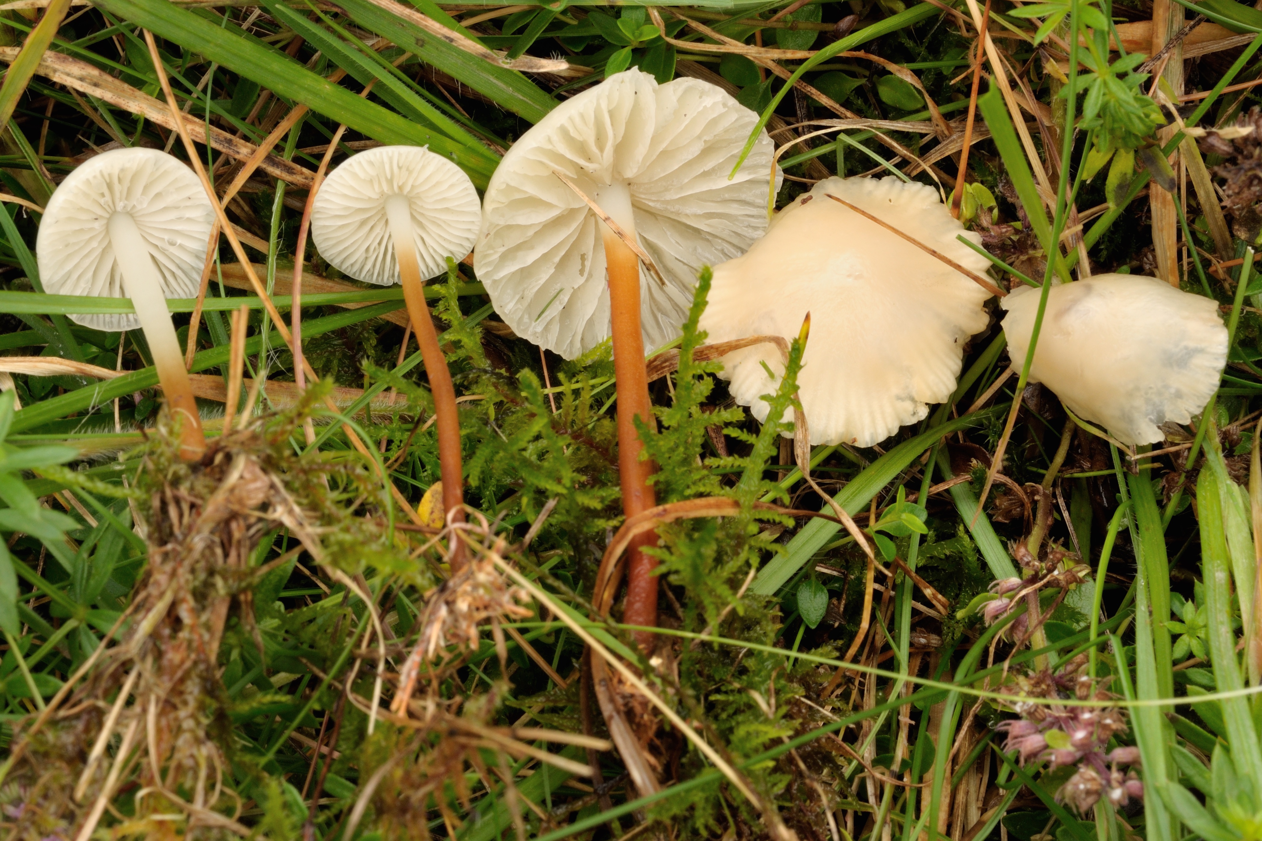 18052018180238 3657 art 2206 2014 09 13 semriach pollau 002