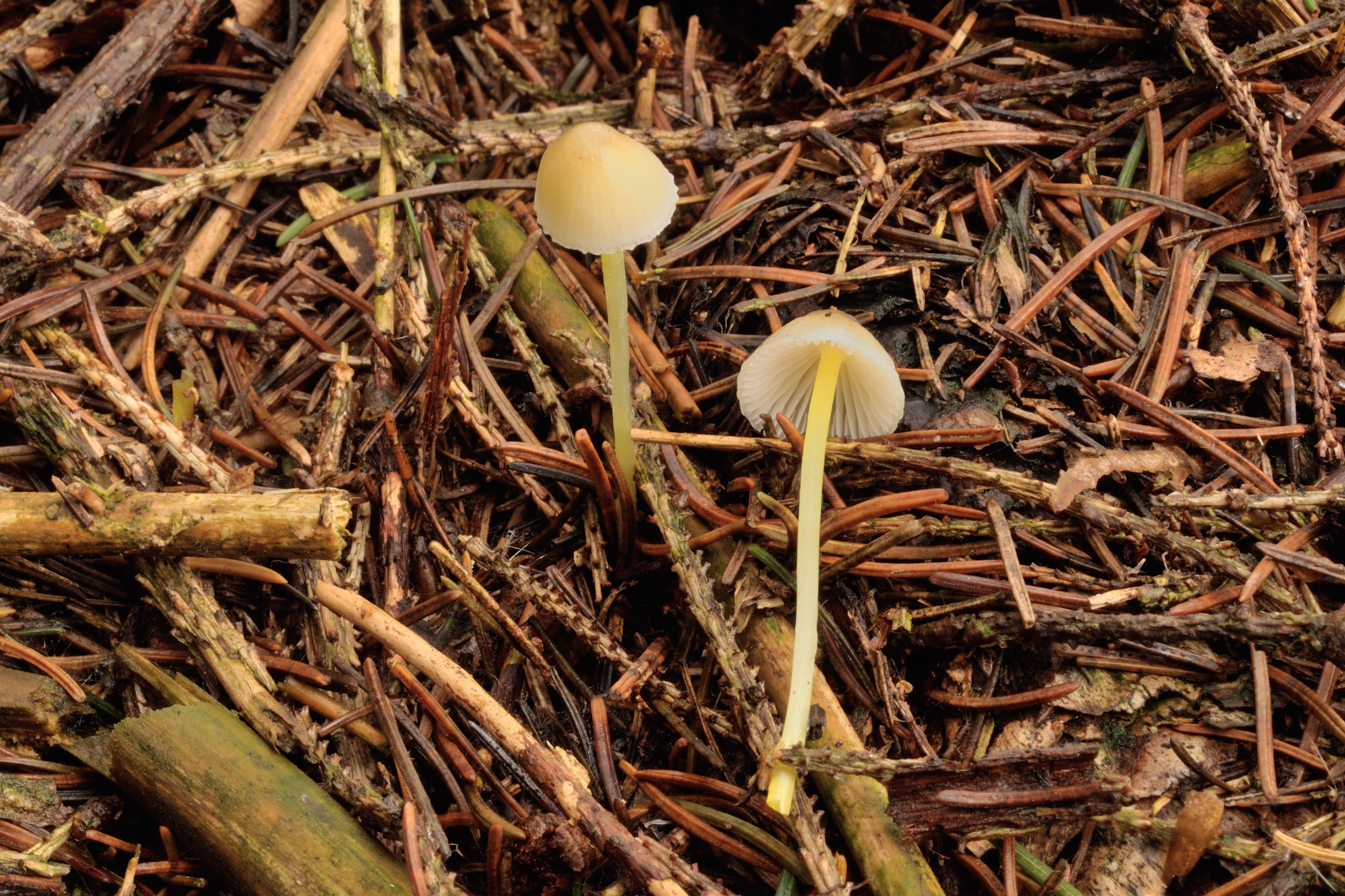 18052018182150 3658 art 2207 2009 11 16 illmitz 011