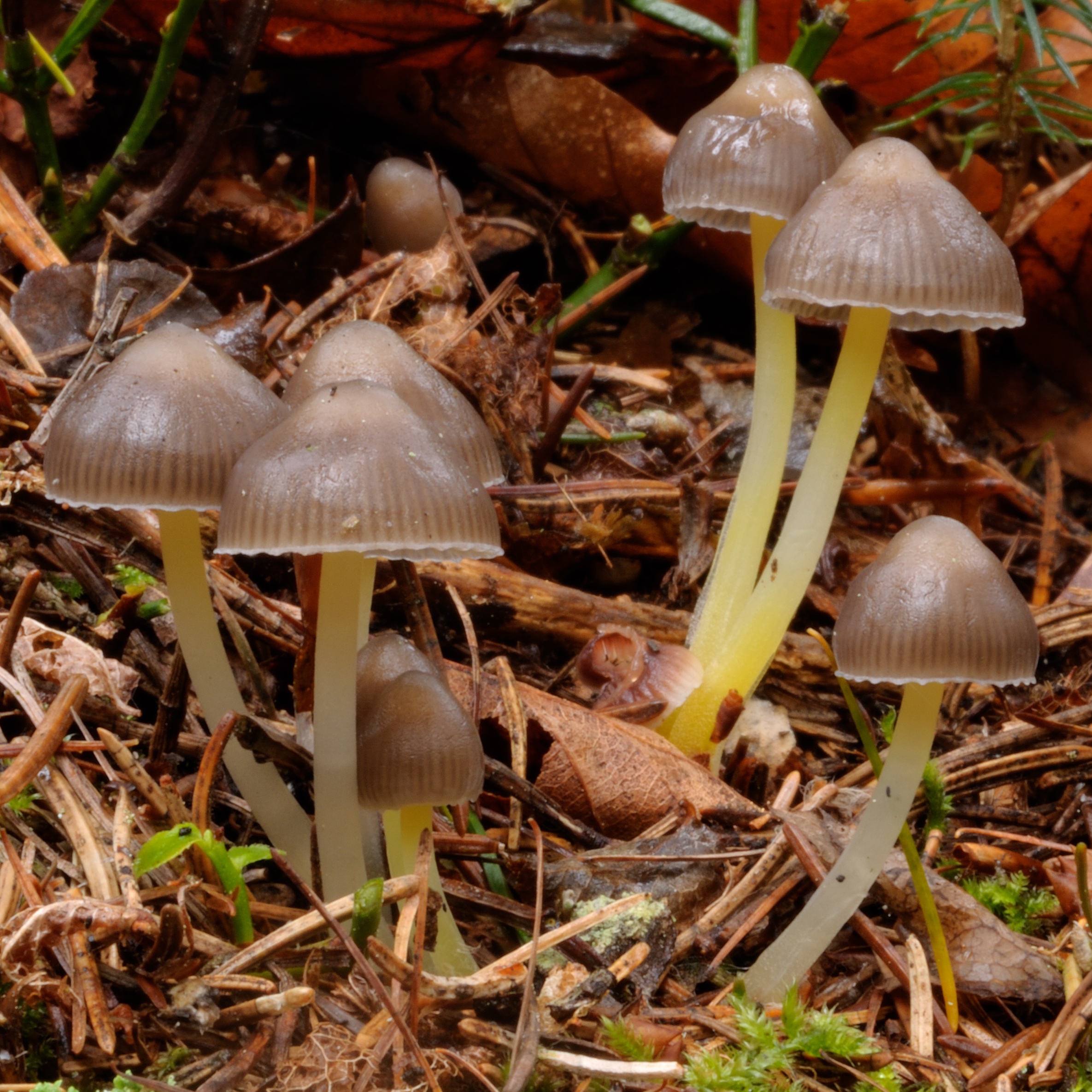 18052018182241 3659 art 2207 2009 10 24 karlschutt 018