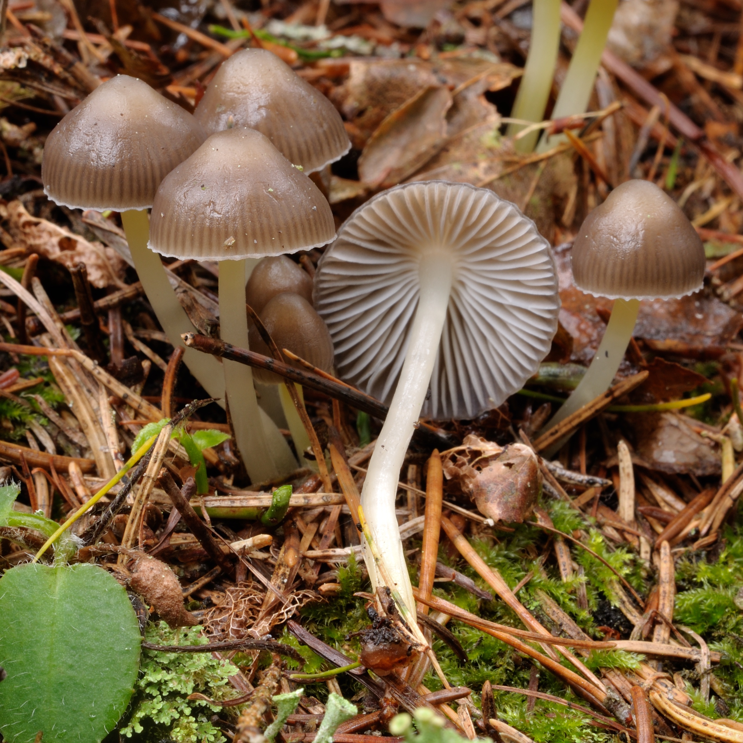 18052018182332 3660 art 2207 2009 10 24 karlschutt 017