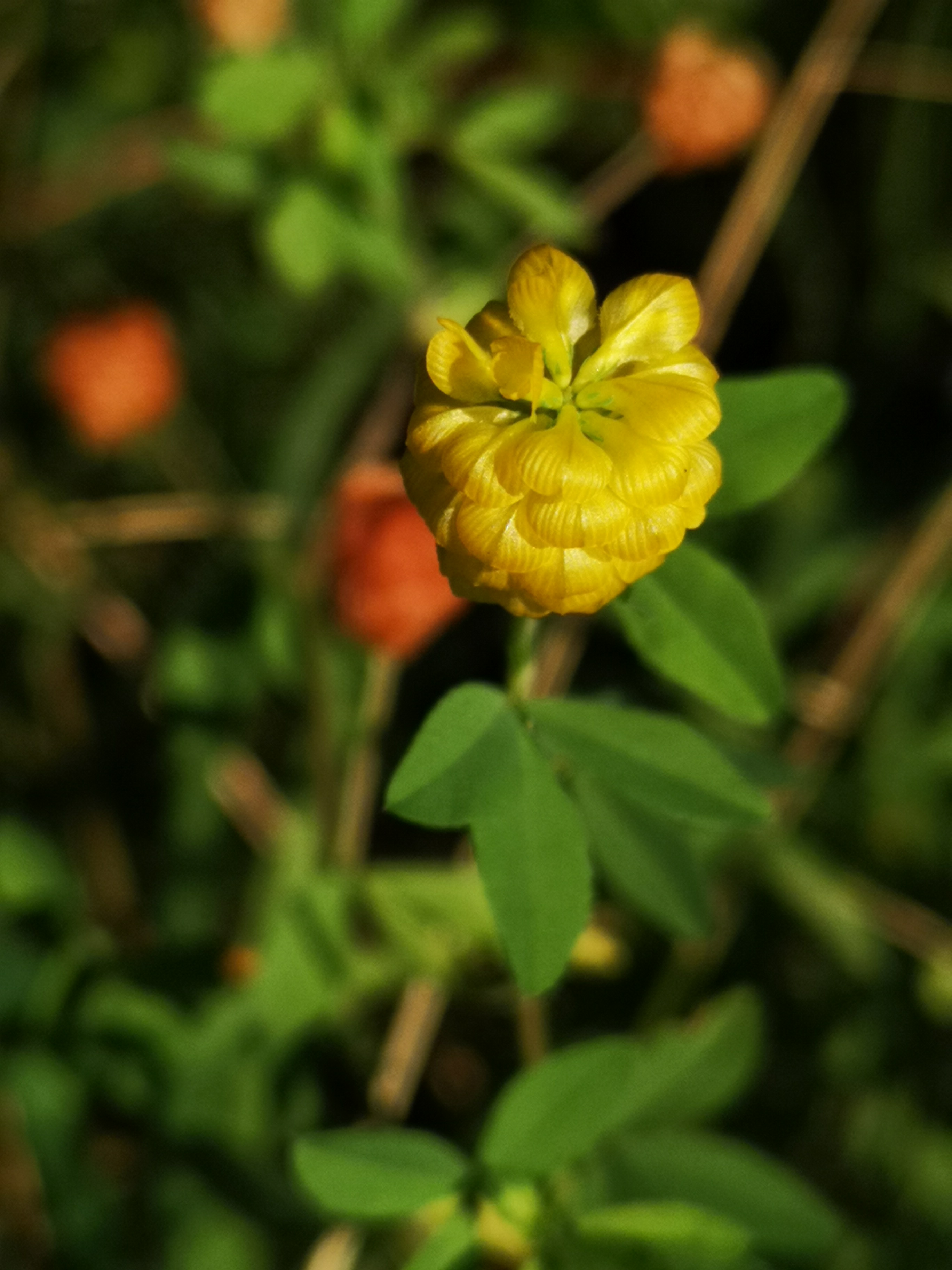 18072018192912 3809 art 2274 img 20180718 084432