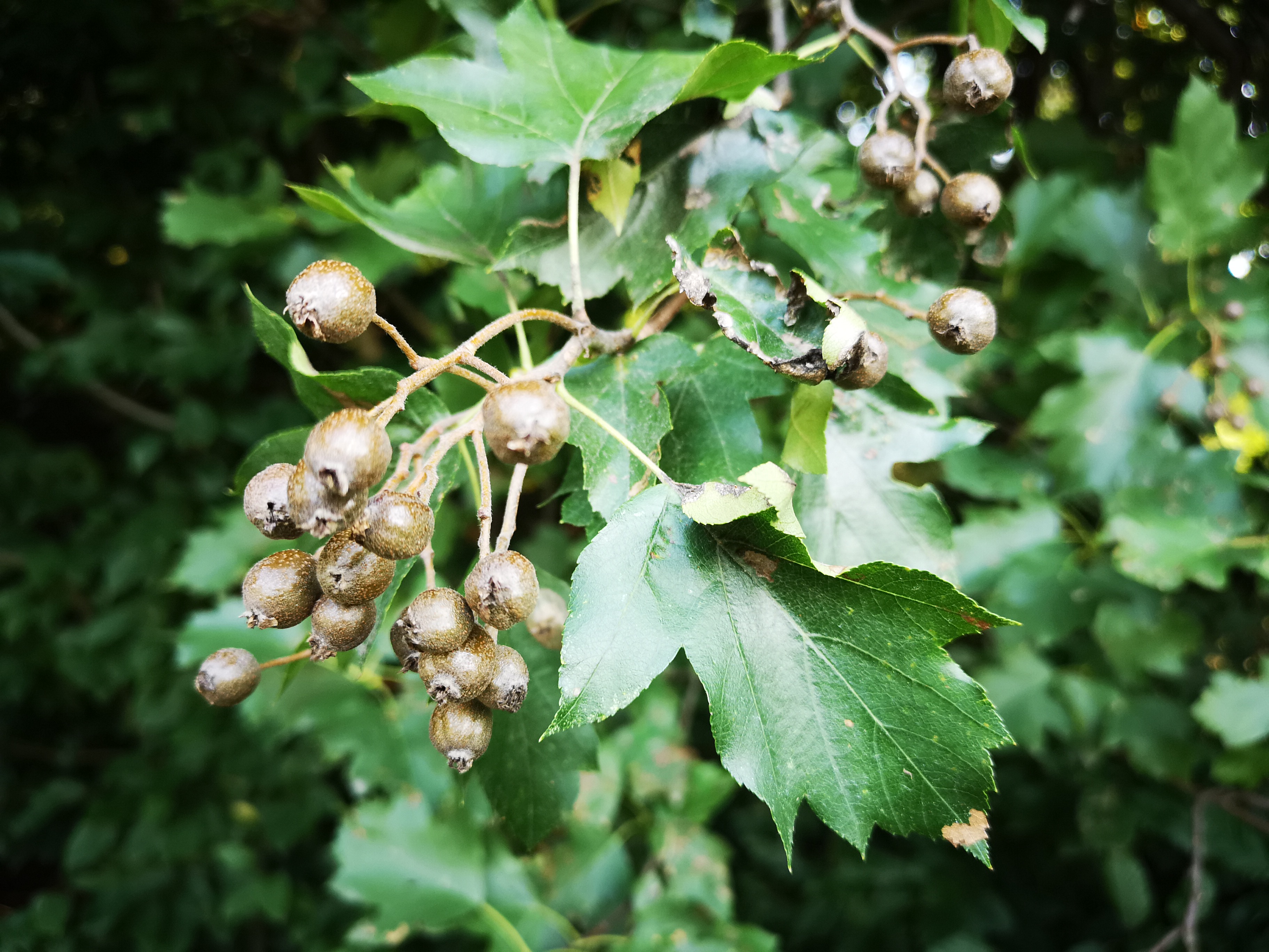 18072018193626 3811 art 1269 img 20180718 085104