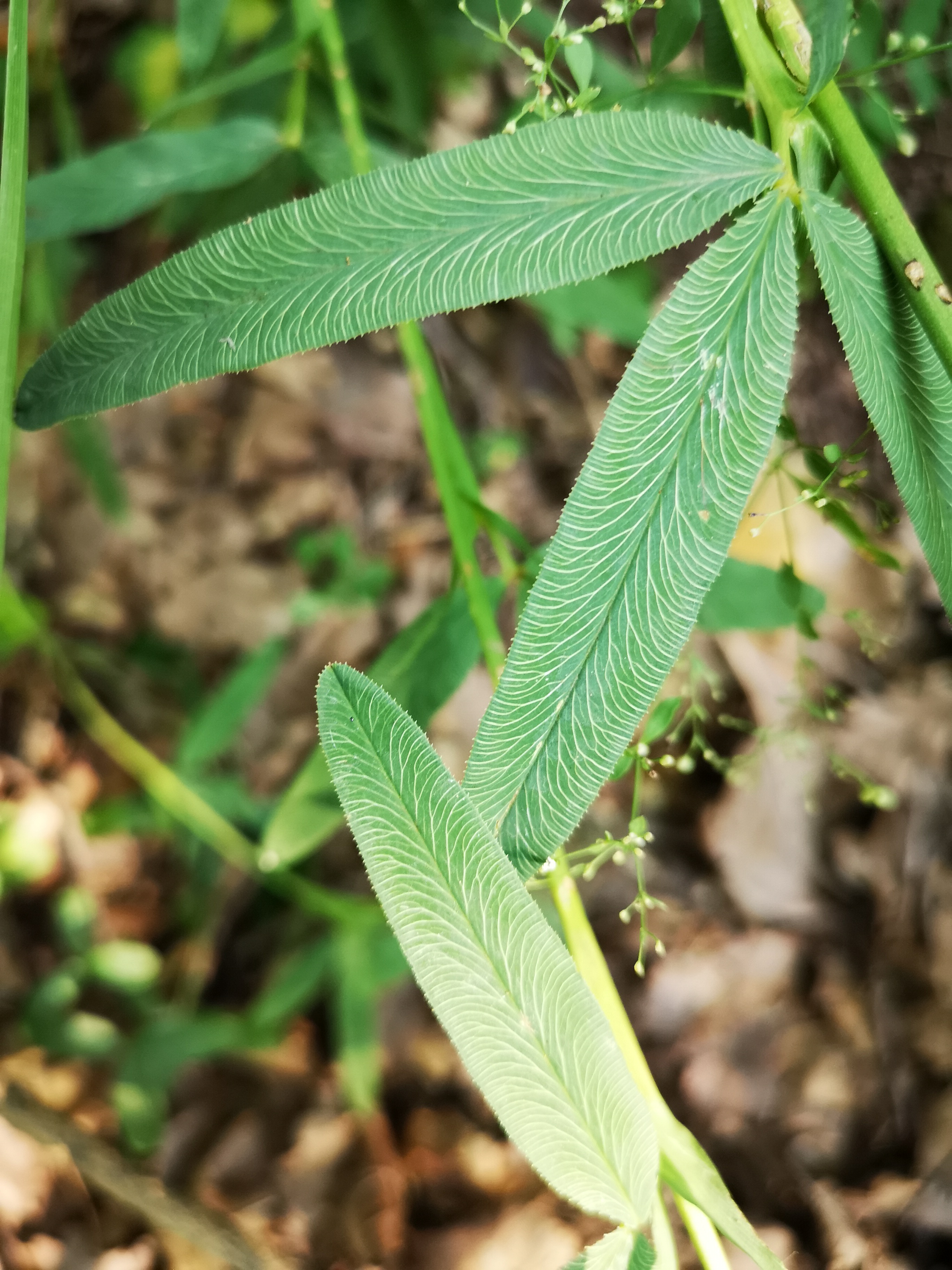 18072018194109 3813 art 2236 img 20180718 090549