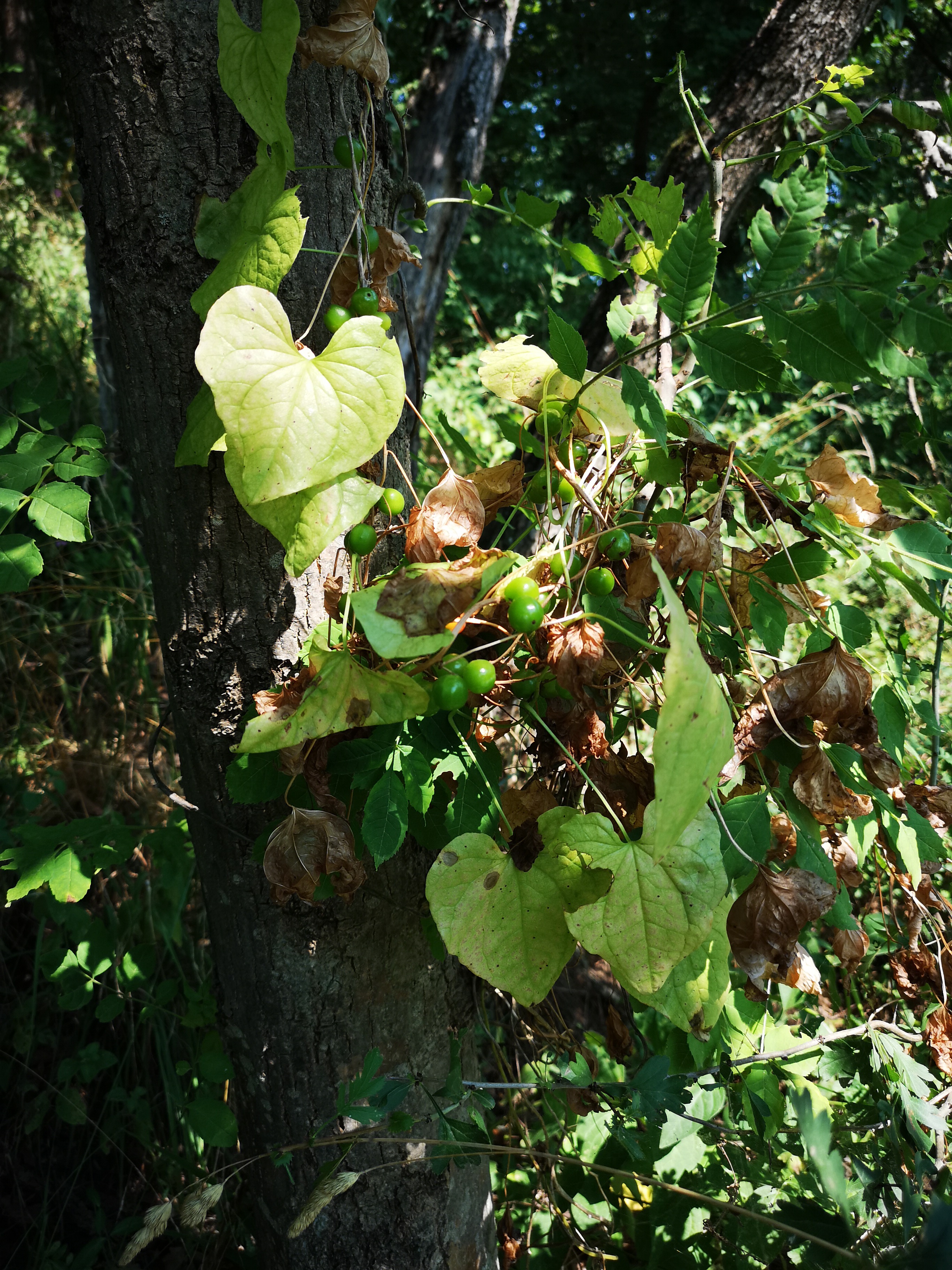 18072018194947 3815 art 1462 img 20180718 102221