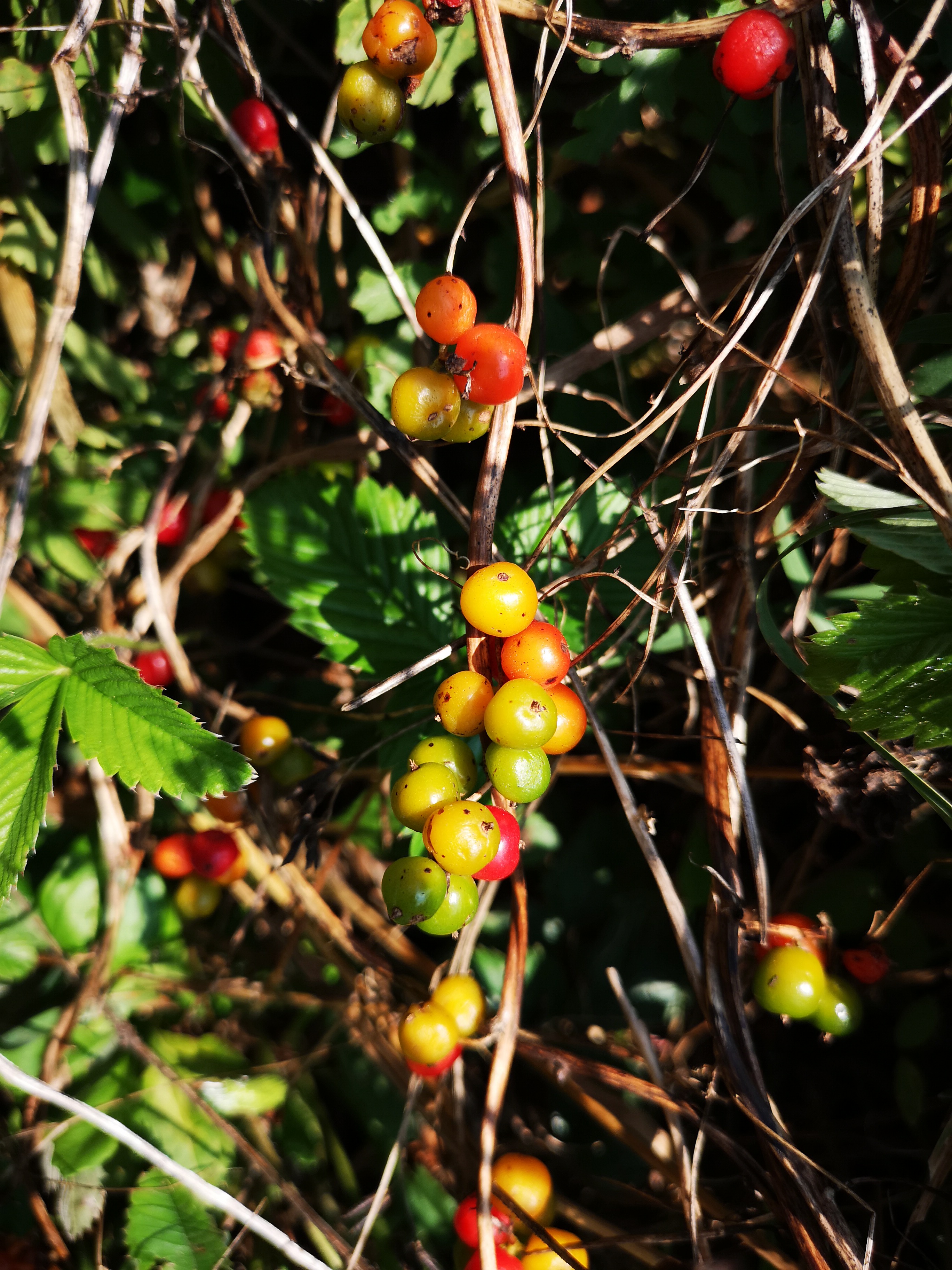 18072018195251 3816 art 1462 img 20180718 102951